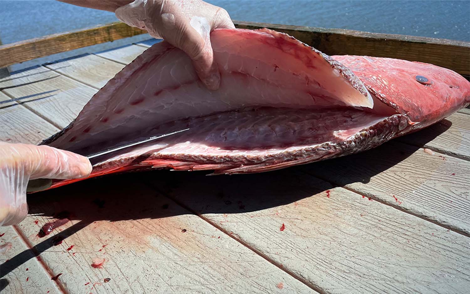 A hand cutting open a saltwater fish with a filet knife