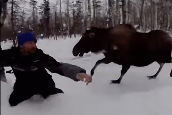 A cow moose kicks out as it runs by a fleeing dog musher.