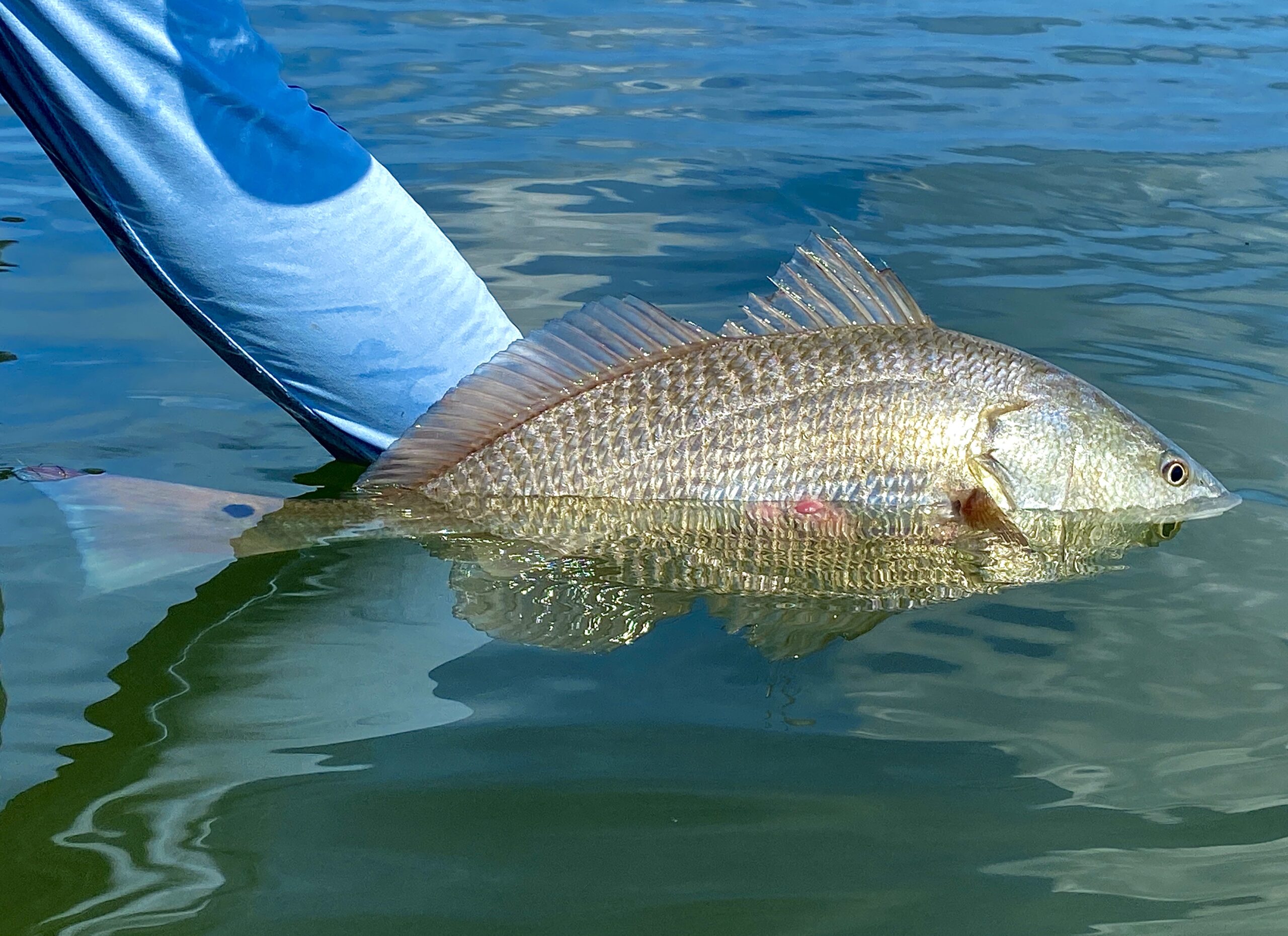 A redfish caught with the Best Saltwater Lures