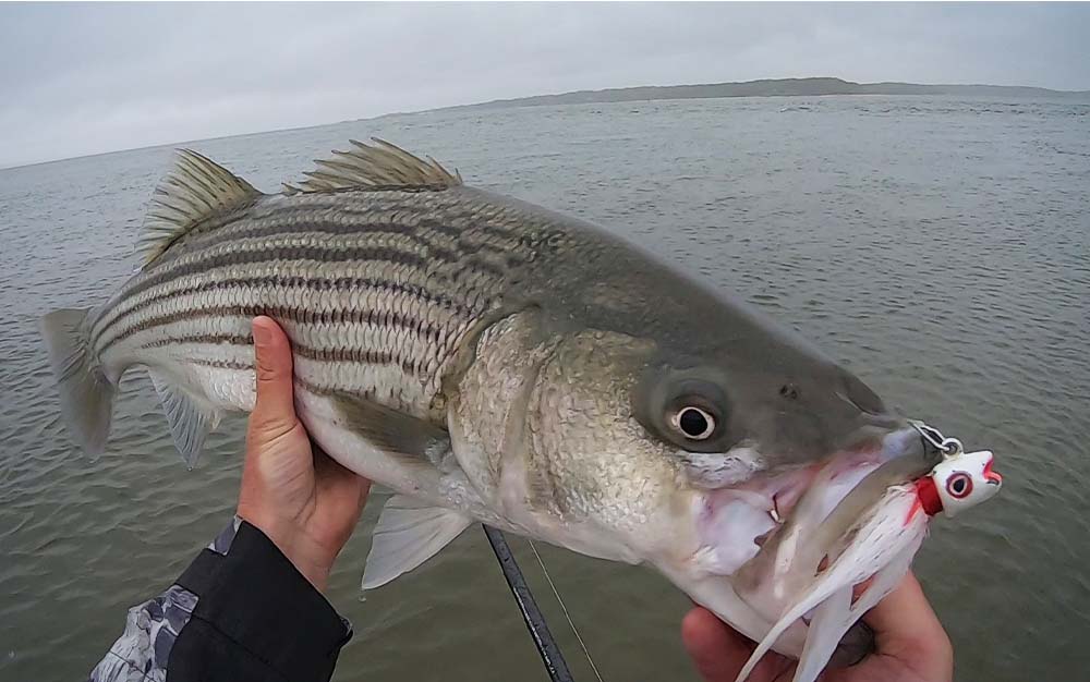 A hand holding a striped bass over the water with a bucktail lure in its mouth