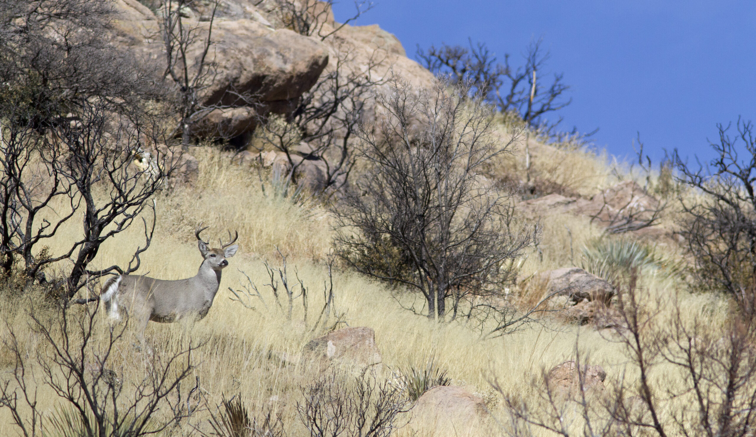A Coues deer on a hillside.