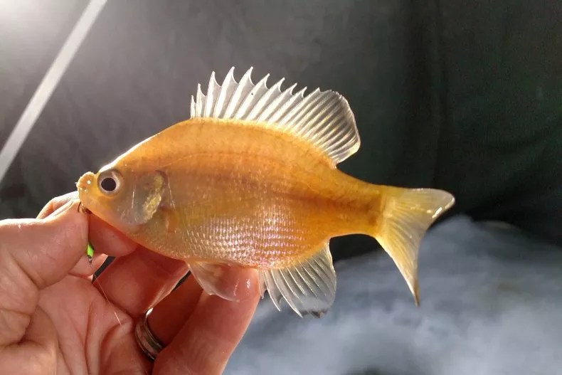 Minnesota ice fisherman Terry Nelson was fortunate enough to catch this rare golden bluegill.