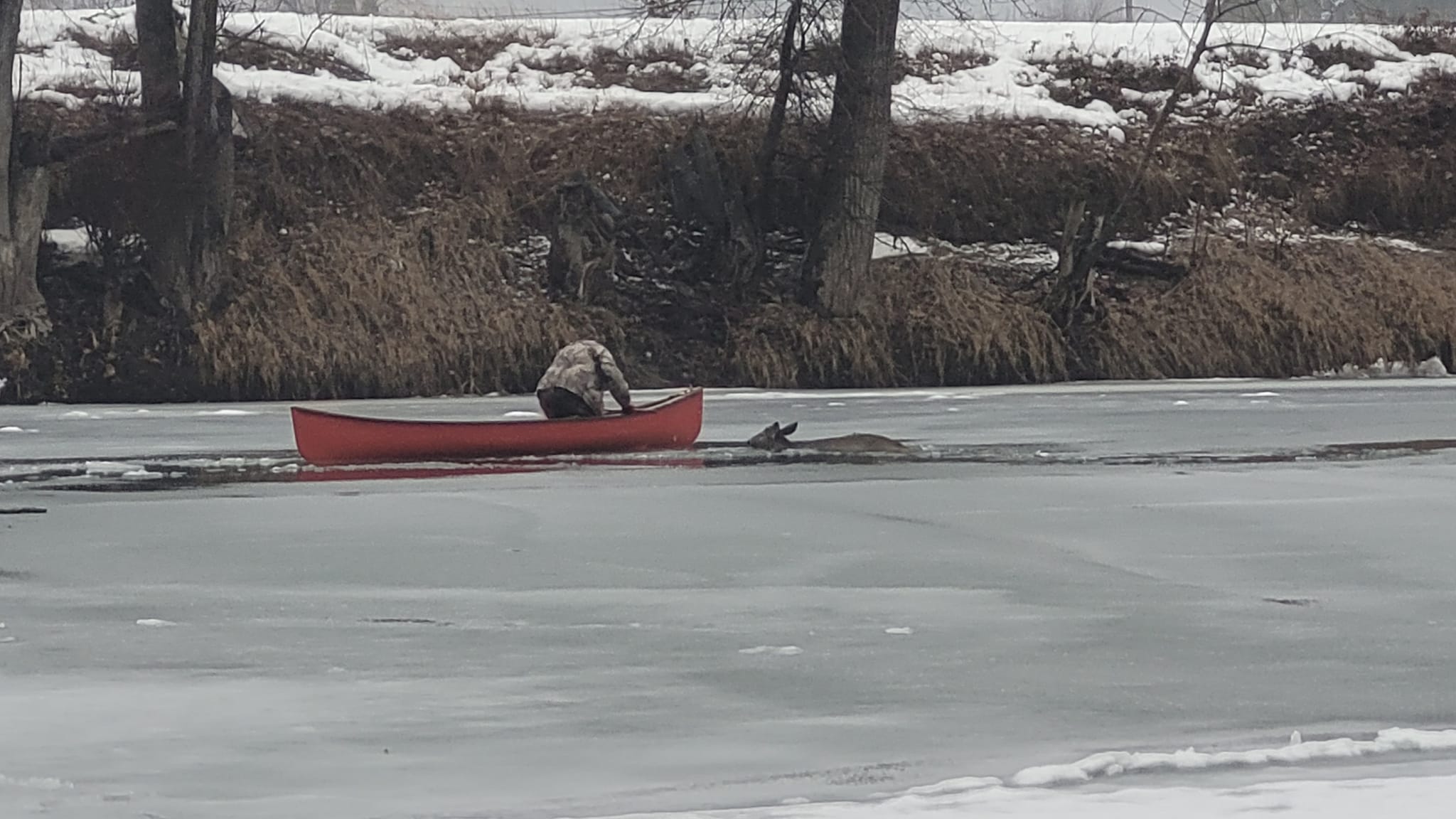 The longtime hunting guide used a canoe to tow the deer back to dry land.