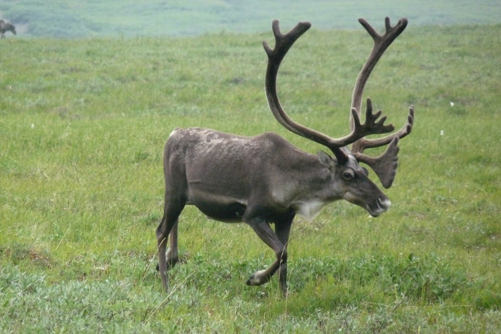 An early-season bull caribou in Alaska.
