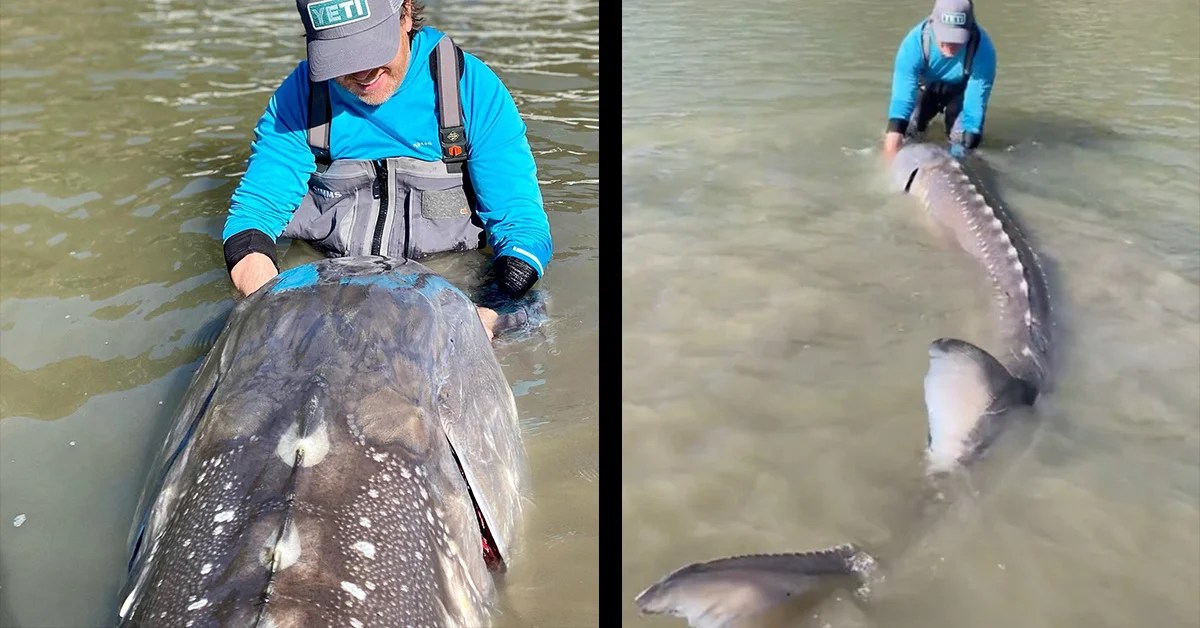 A white sturgeon released in