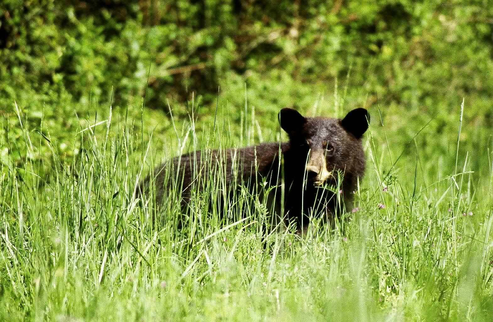 black bear in tall grass USFWS