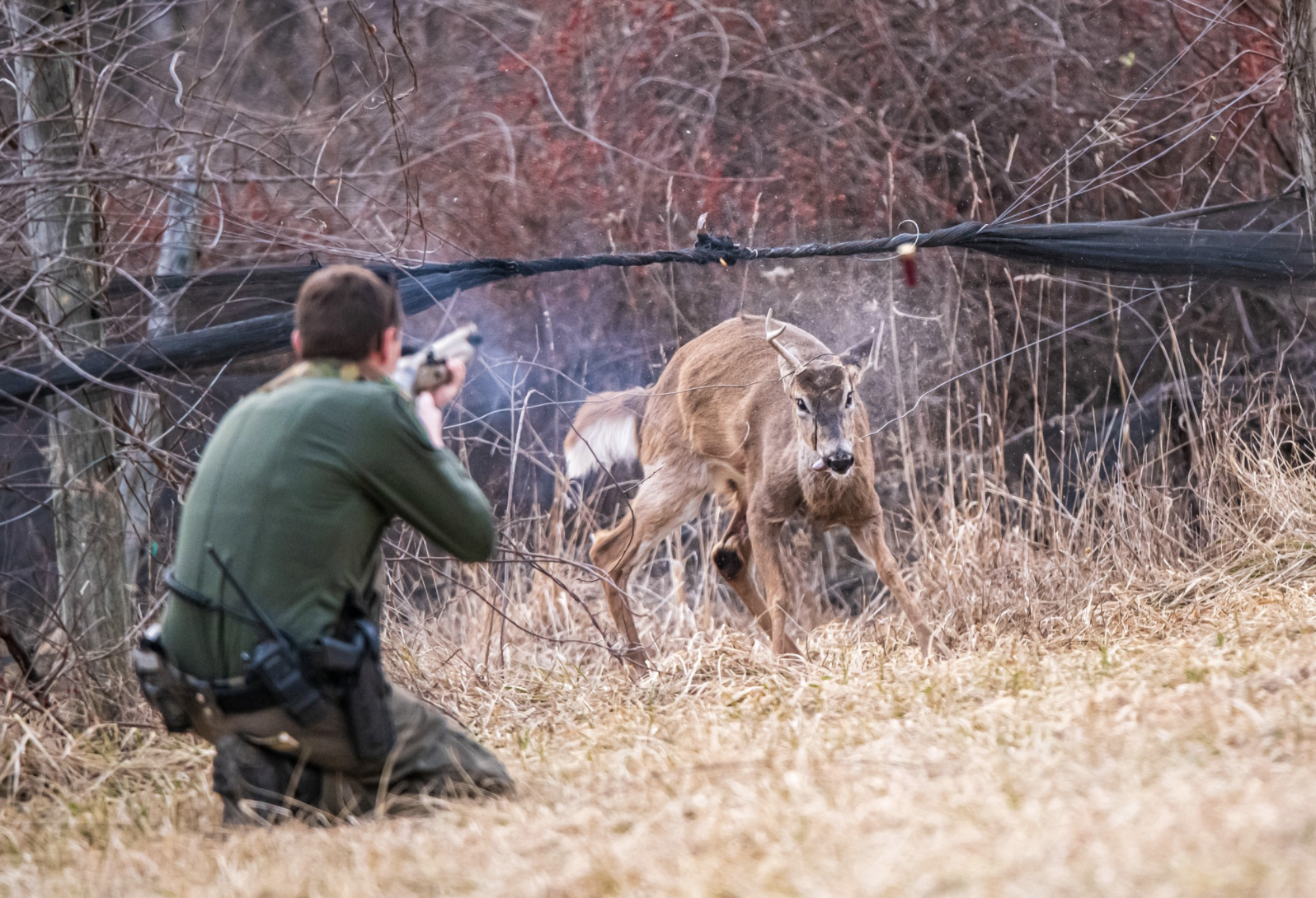 A game warden frees a forkhorn buck.