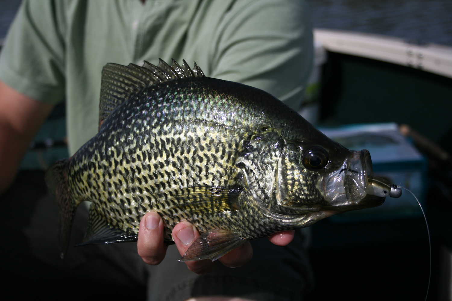 Bait selection is key for targeting large crappie.