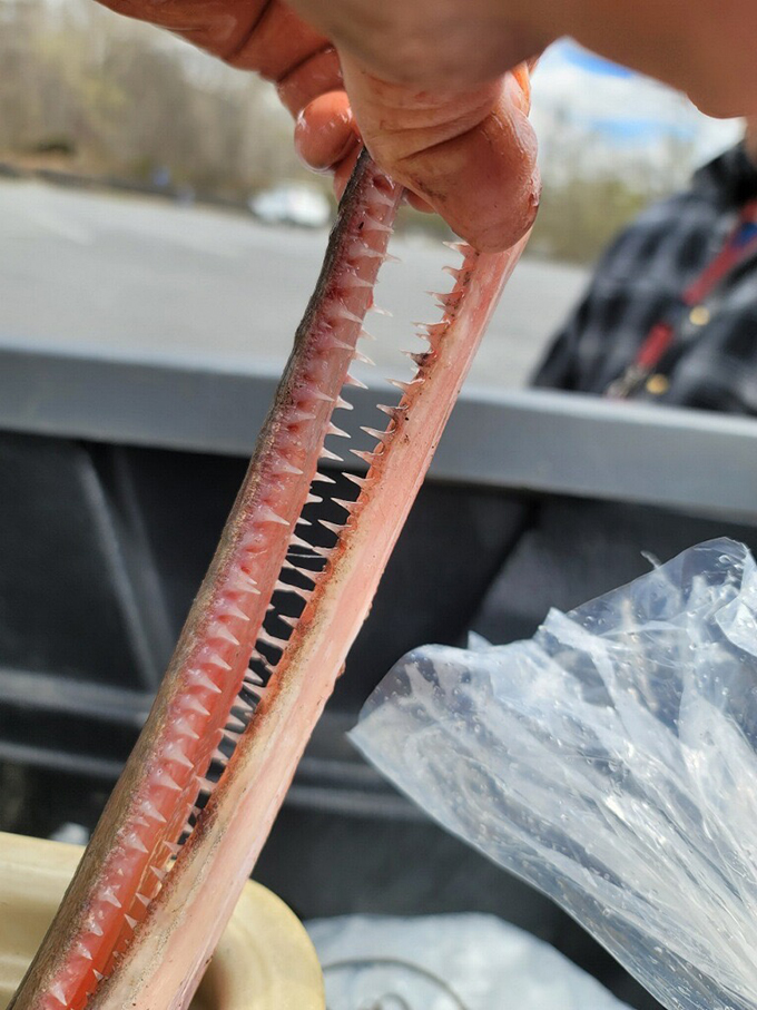 Longnose gar feature a maw of needle-like teeth. 