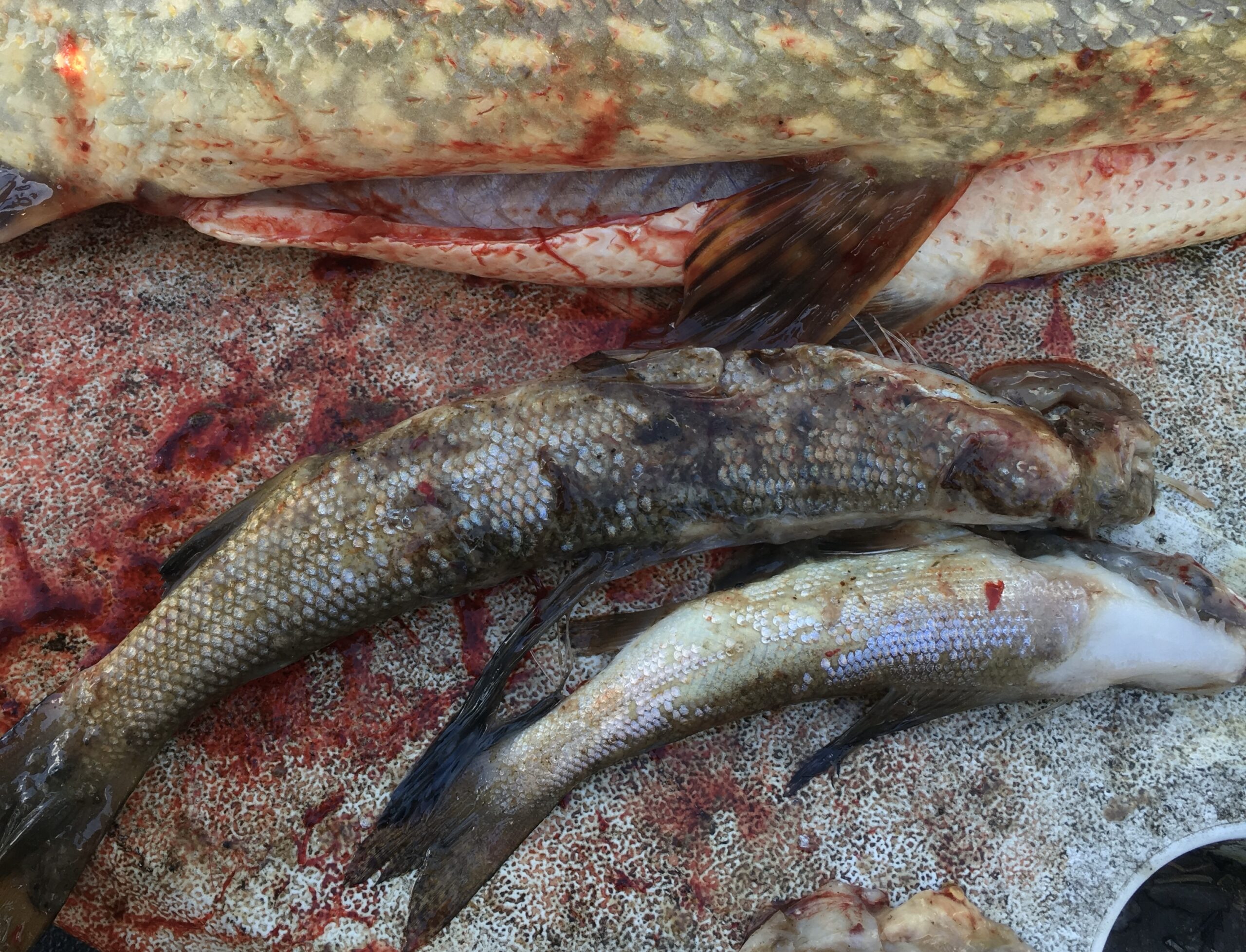 Pike Stomach Contents
