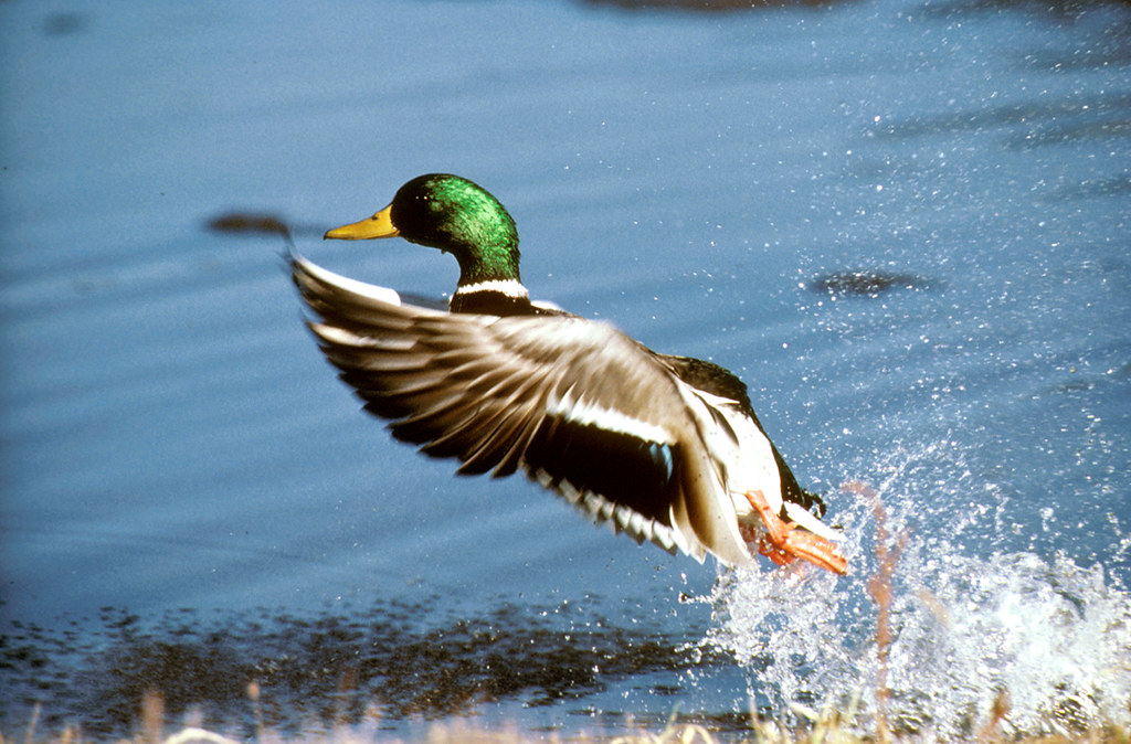 Mallard numbers were down by 25 percent in the Central and Mississippi Flyways last year. 