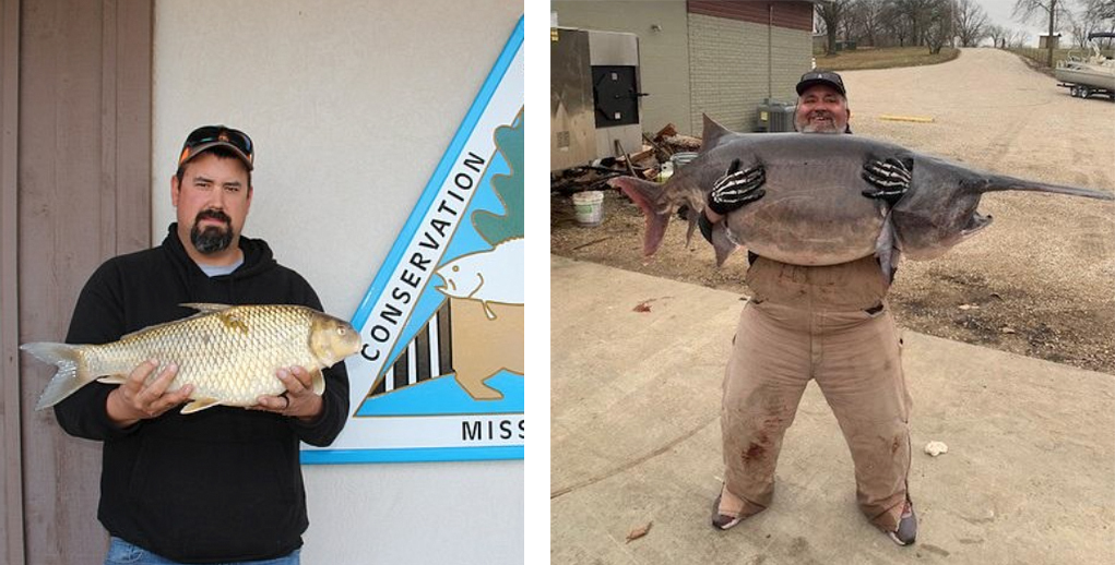 MO state record paddlefish and quillback