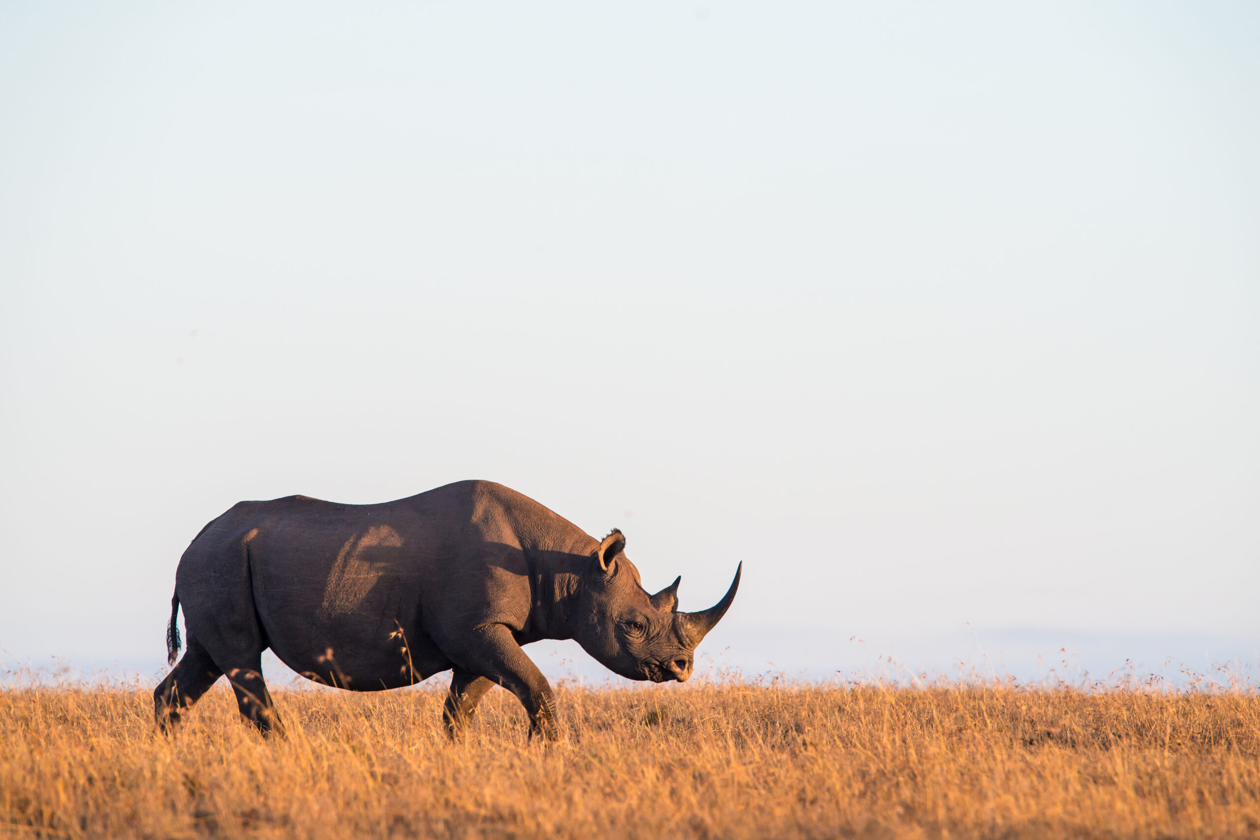 The Rhino Bond could save black rhinos.