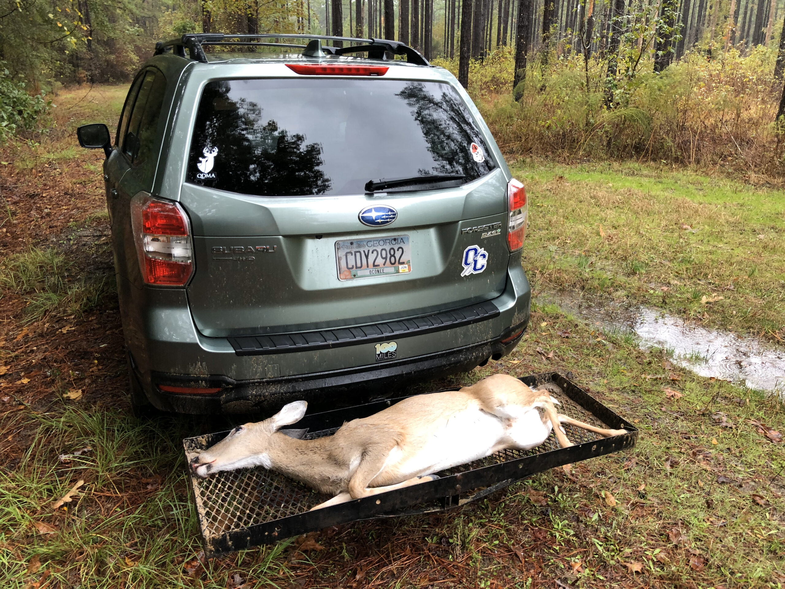 A Subaru Forester with a deer on the hitch.