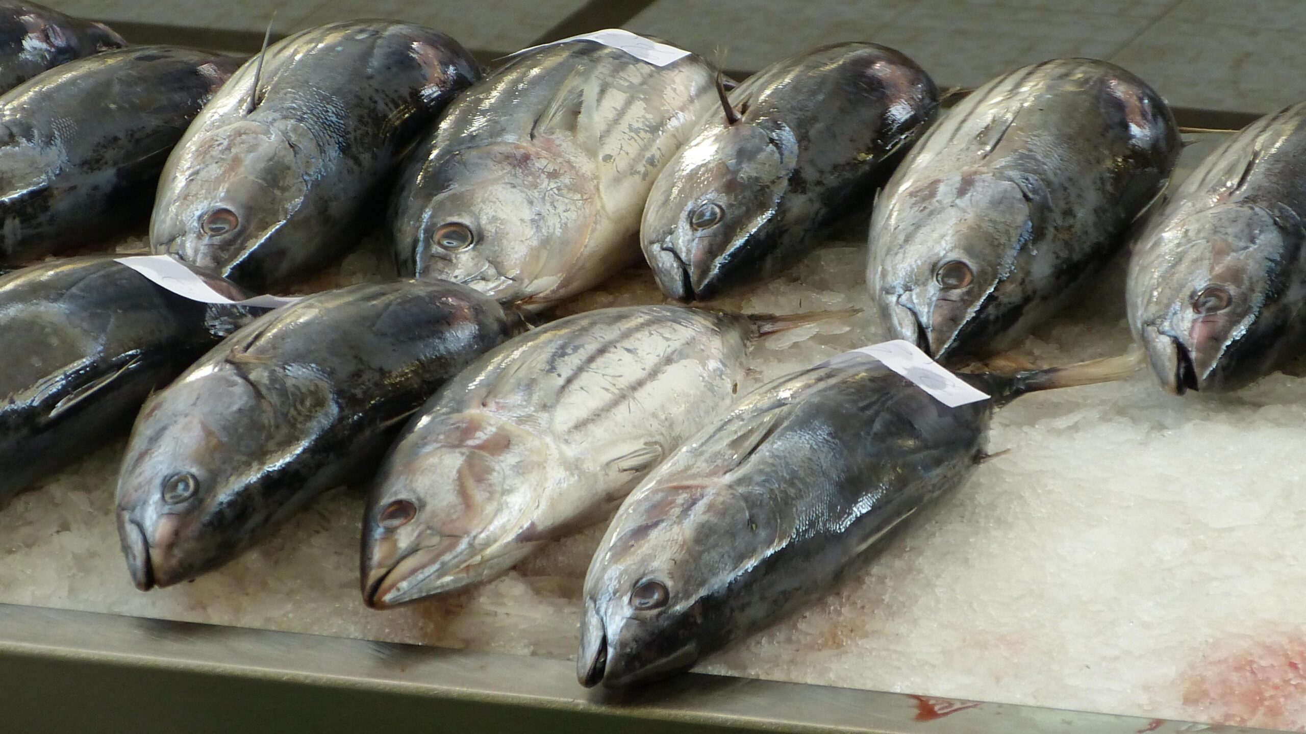 Fishing pressure is dwindling tuna stocks.