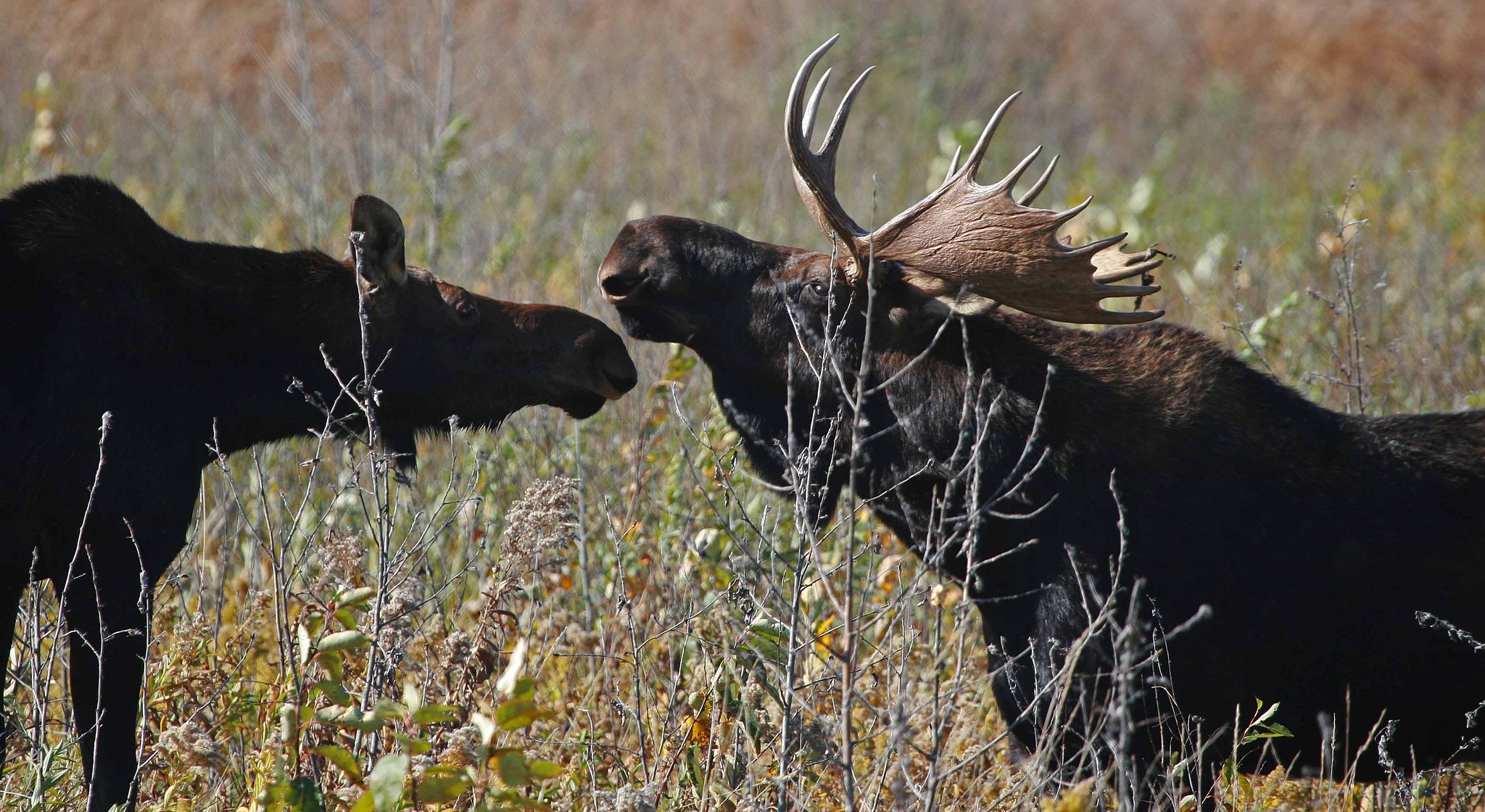 moose testing wildlife for COVID