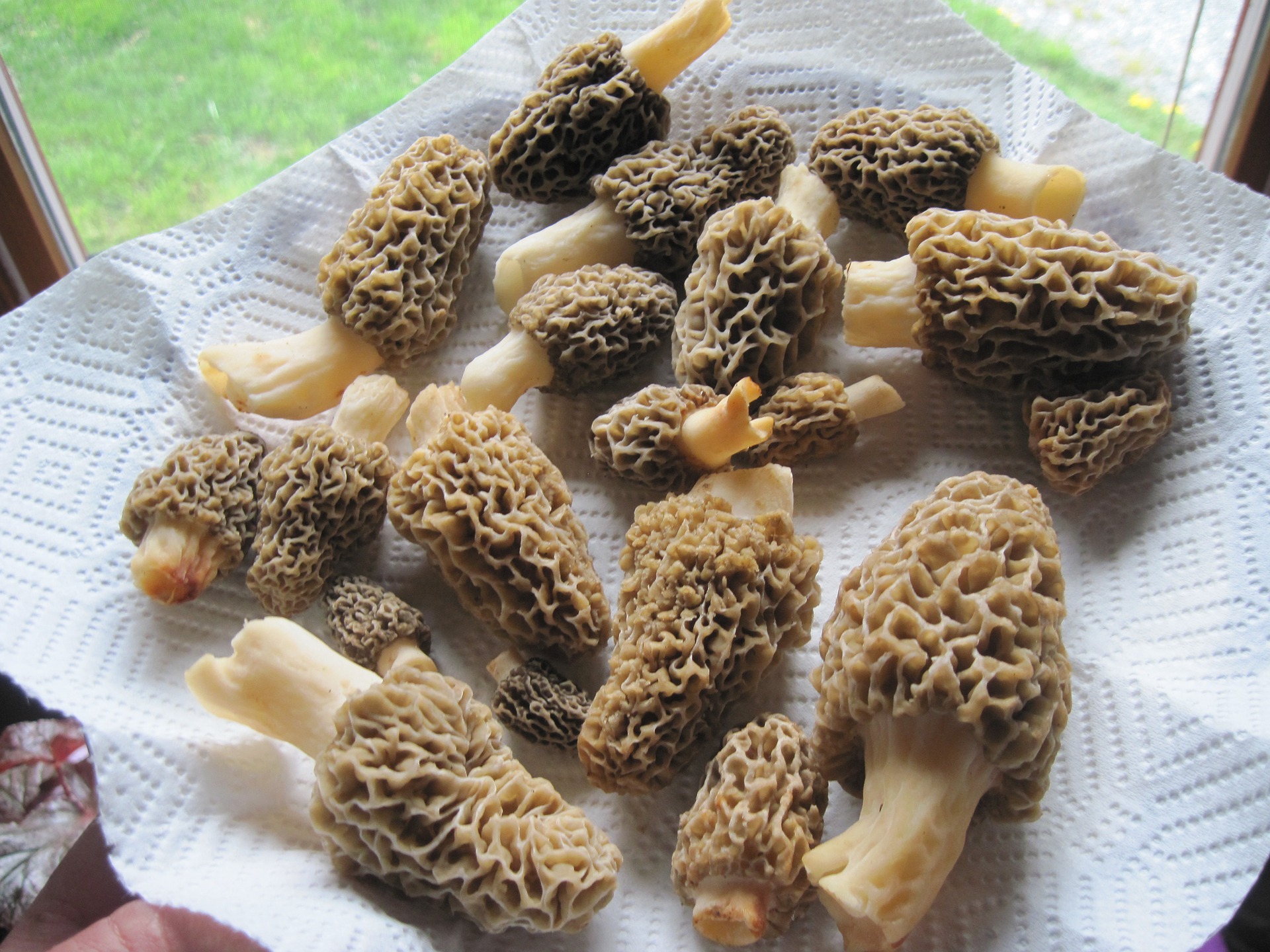 Find a plate full of morels jsut walking around the block.