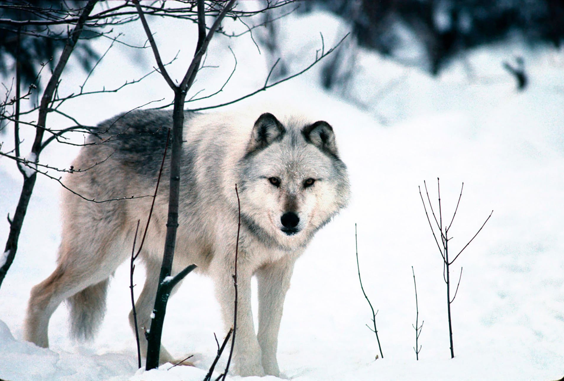 gray wolf from michigan dnr facebook