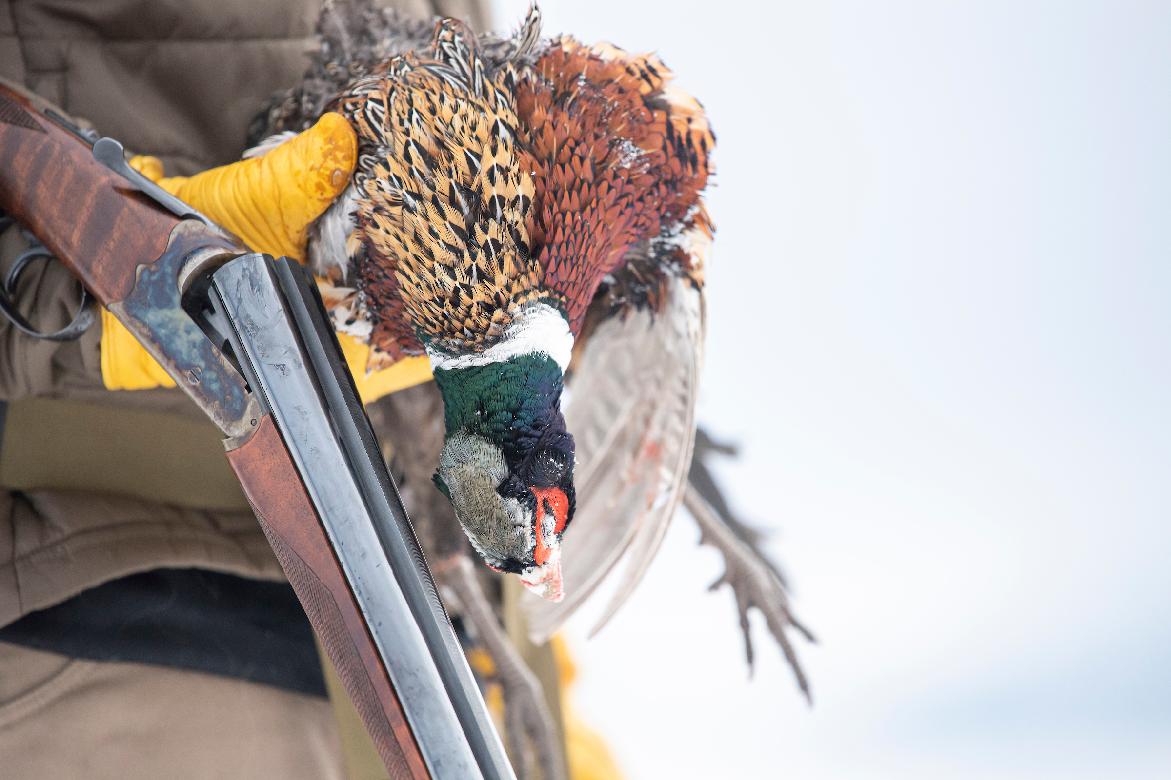 Will Russia's Invasion of Ukraine Mean Fewer Pheasants This Fall?