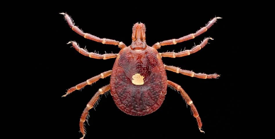 A Lone Star tick bite has reportedly led to the death of a Georgia man.