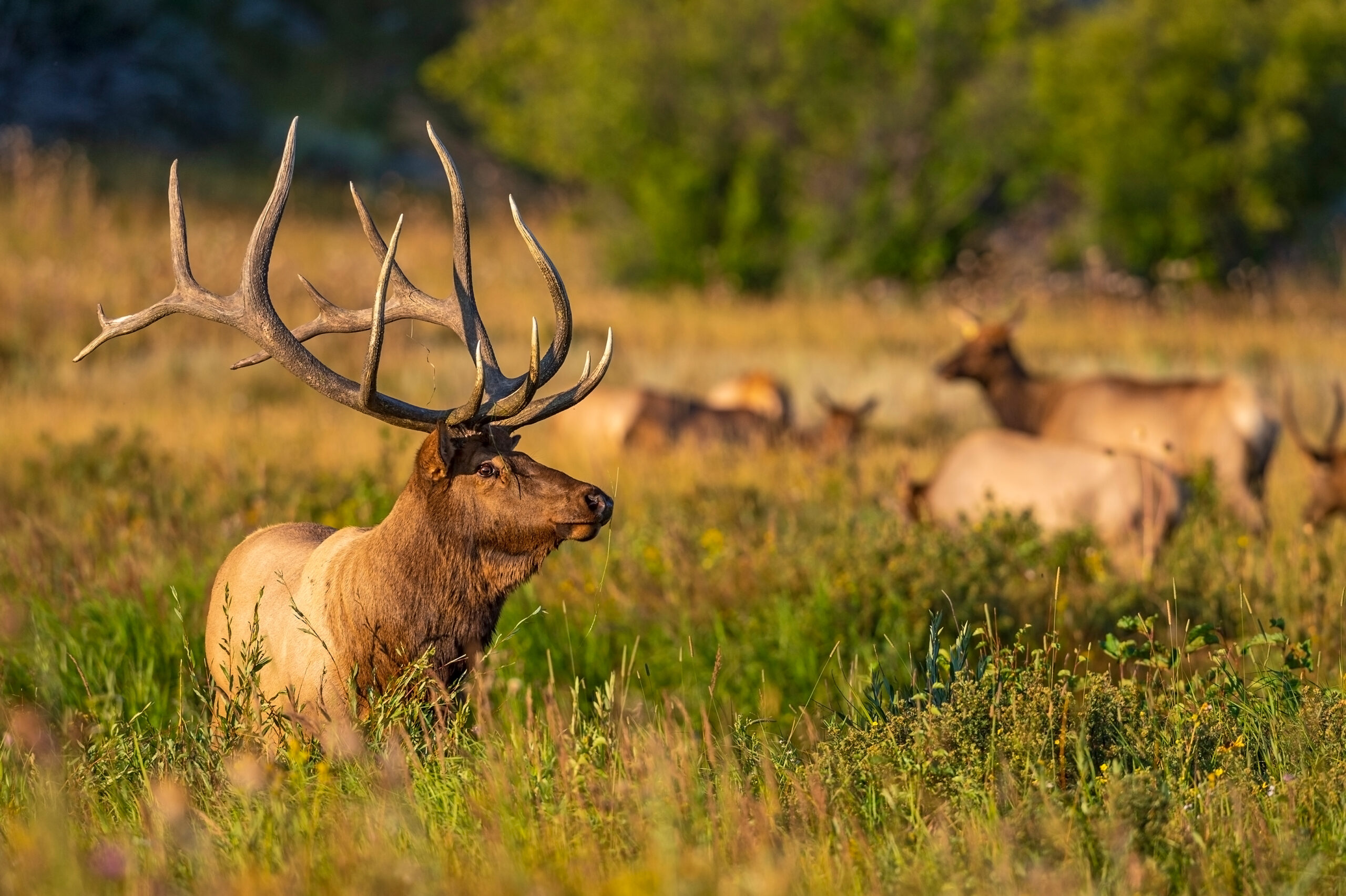 The bull elk known as Kahuna, photographed by Dawn Wilson in 2021.