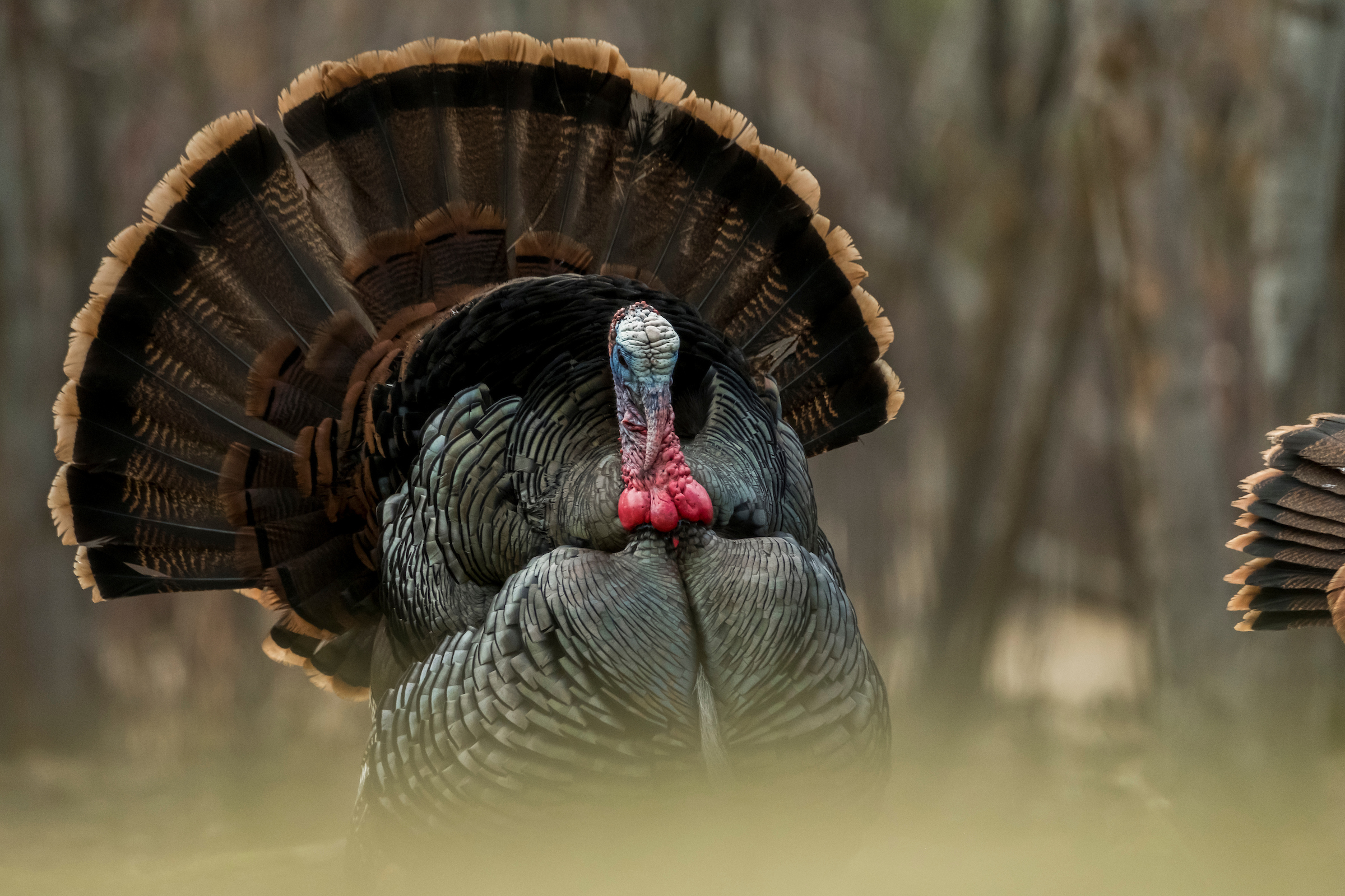 The key to better turkey hunting is better turkey scouting. 