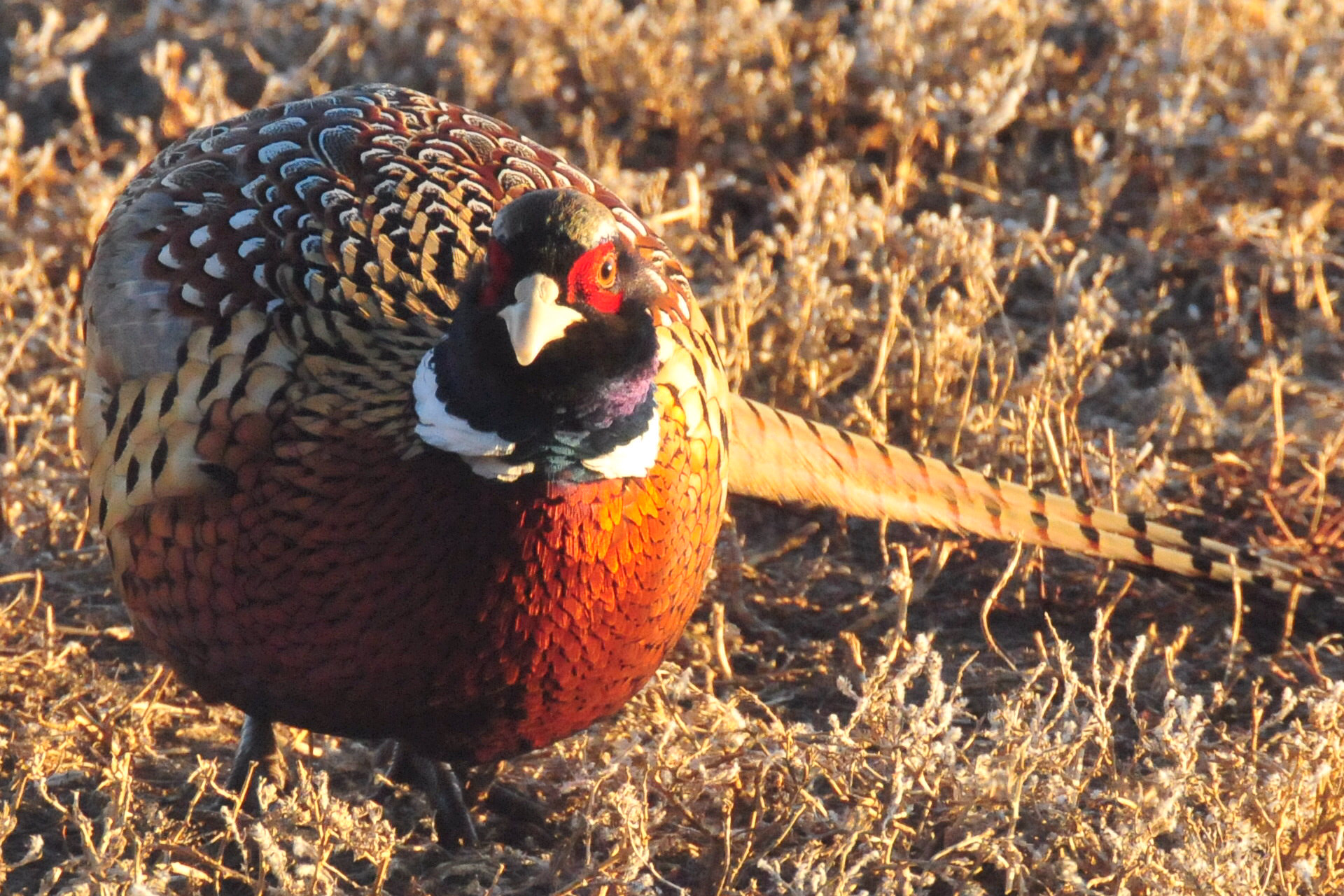 More Than 1,500 Pheasants, Quail, and Ducks Euthanized as Texas Confirms Bird Flu Outbreak at a Commercial Game Bird Operation