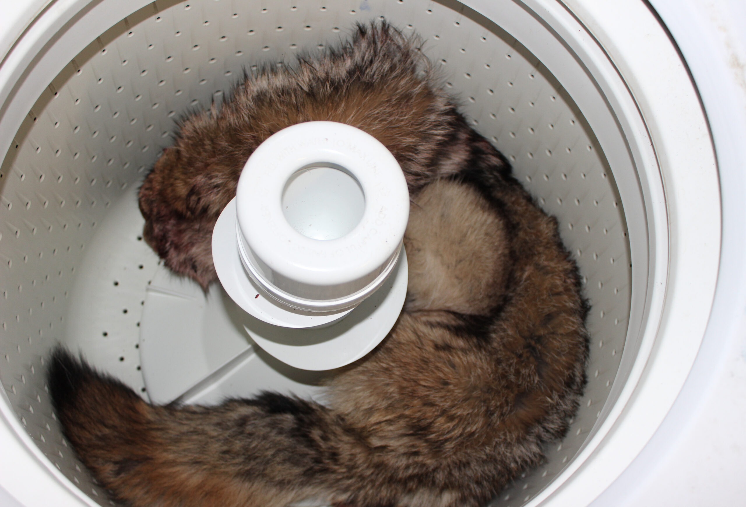 A coyote hide in a washing machine.
