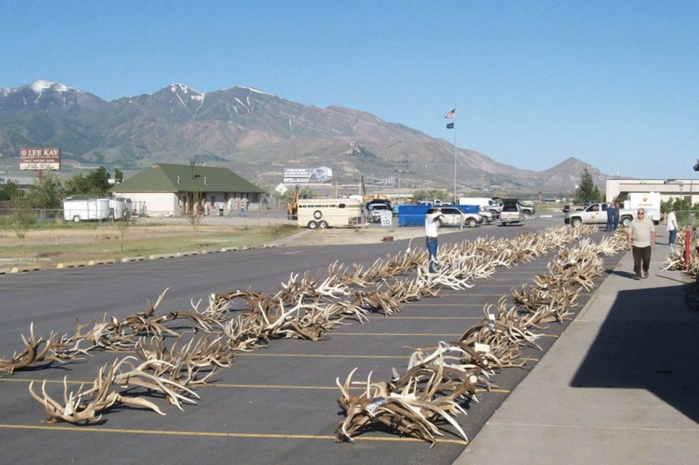 Poached antlers to be auctioned in Utah.