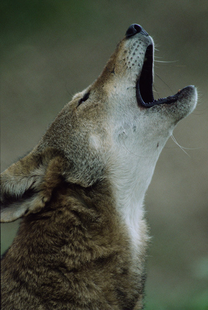 red wolf howling