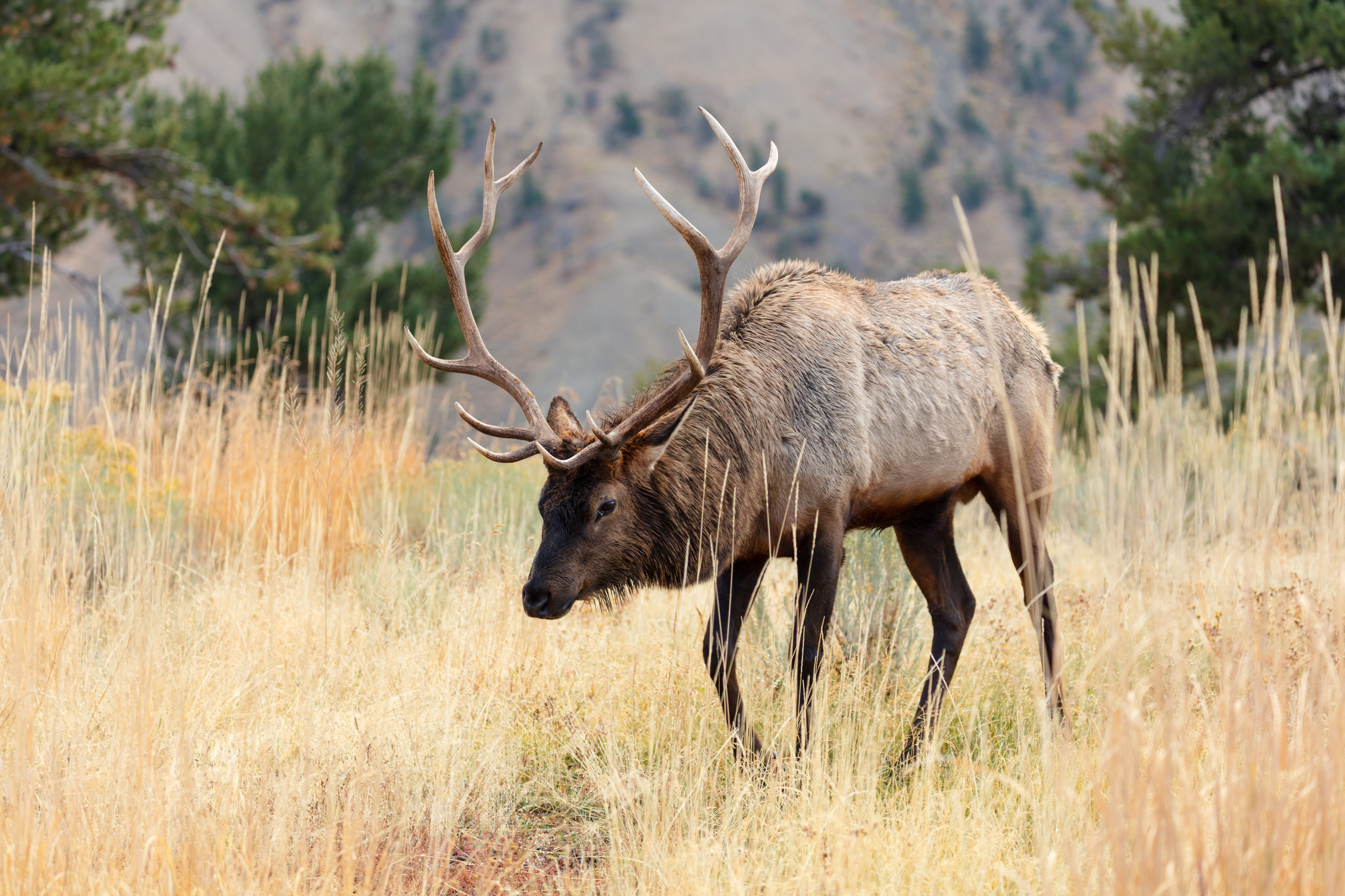 Montana fixing hunting permit draw error