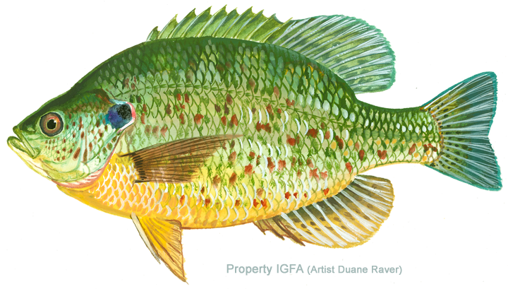 Redear sunfish illustration from the IGFA.