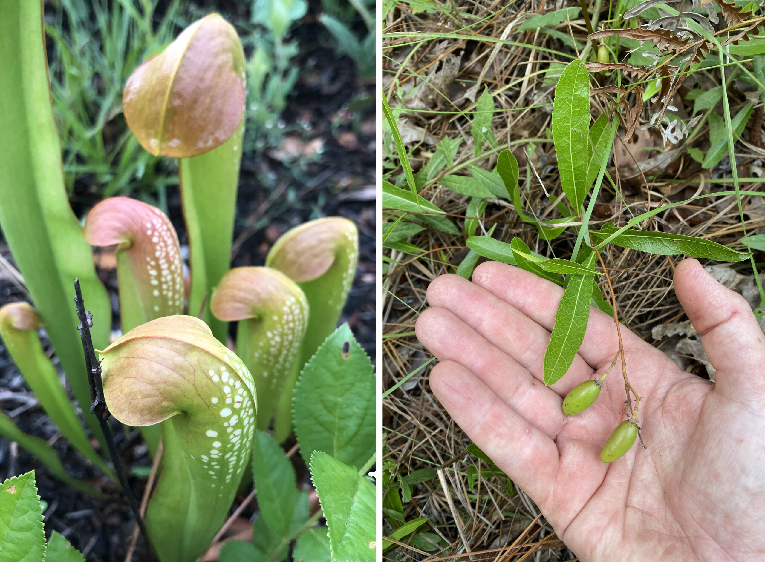 Pitcher plants and gopher apples scaled.
