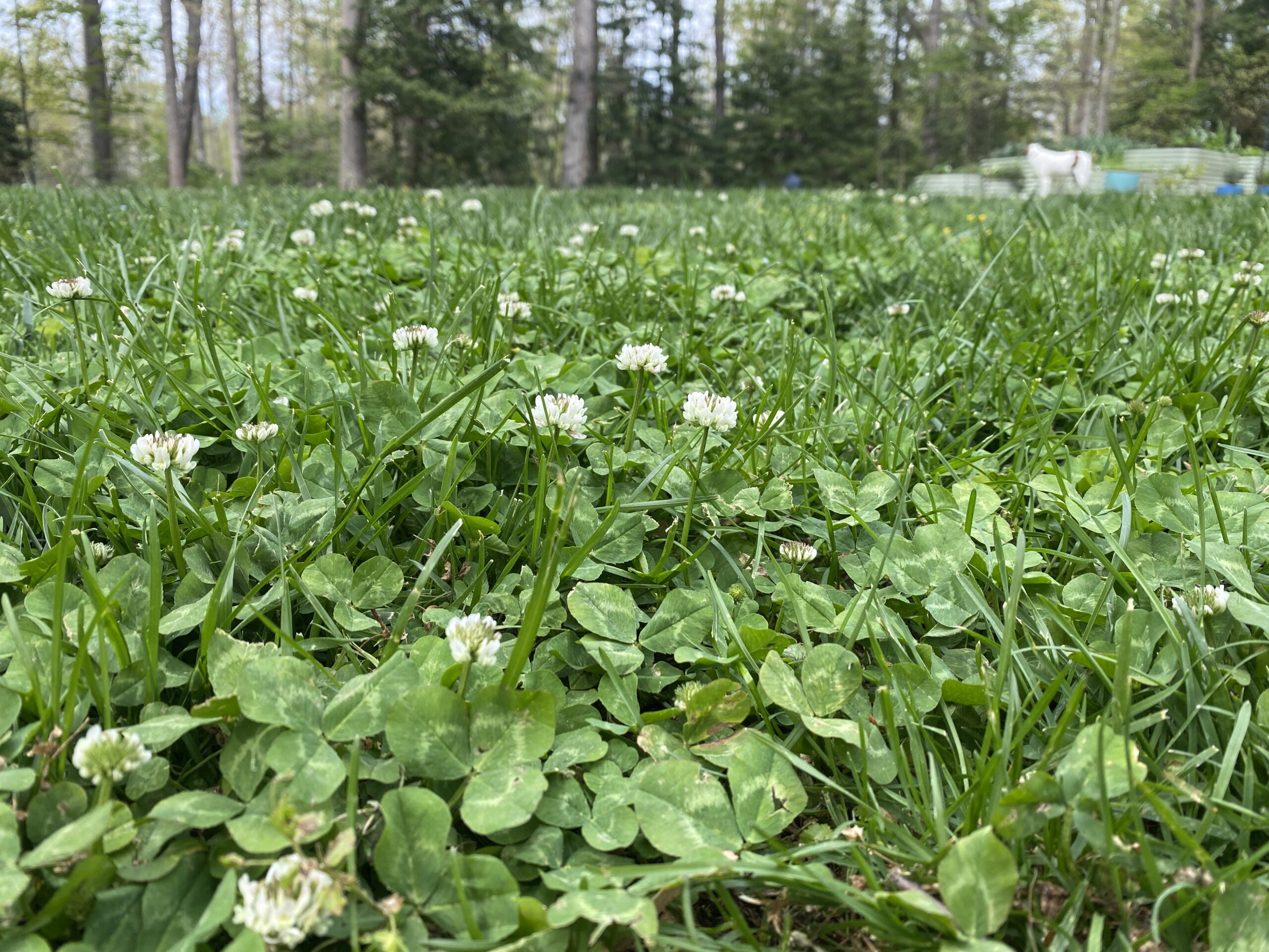 The clover in my backyard feeds pollinators and fixes nitrogen. 