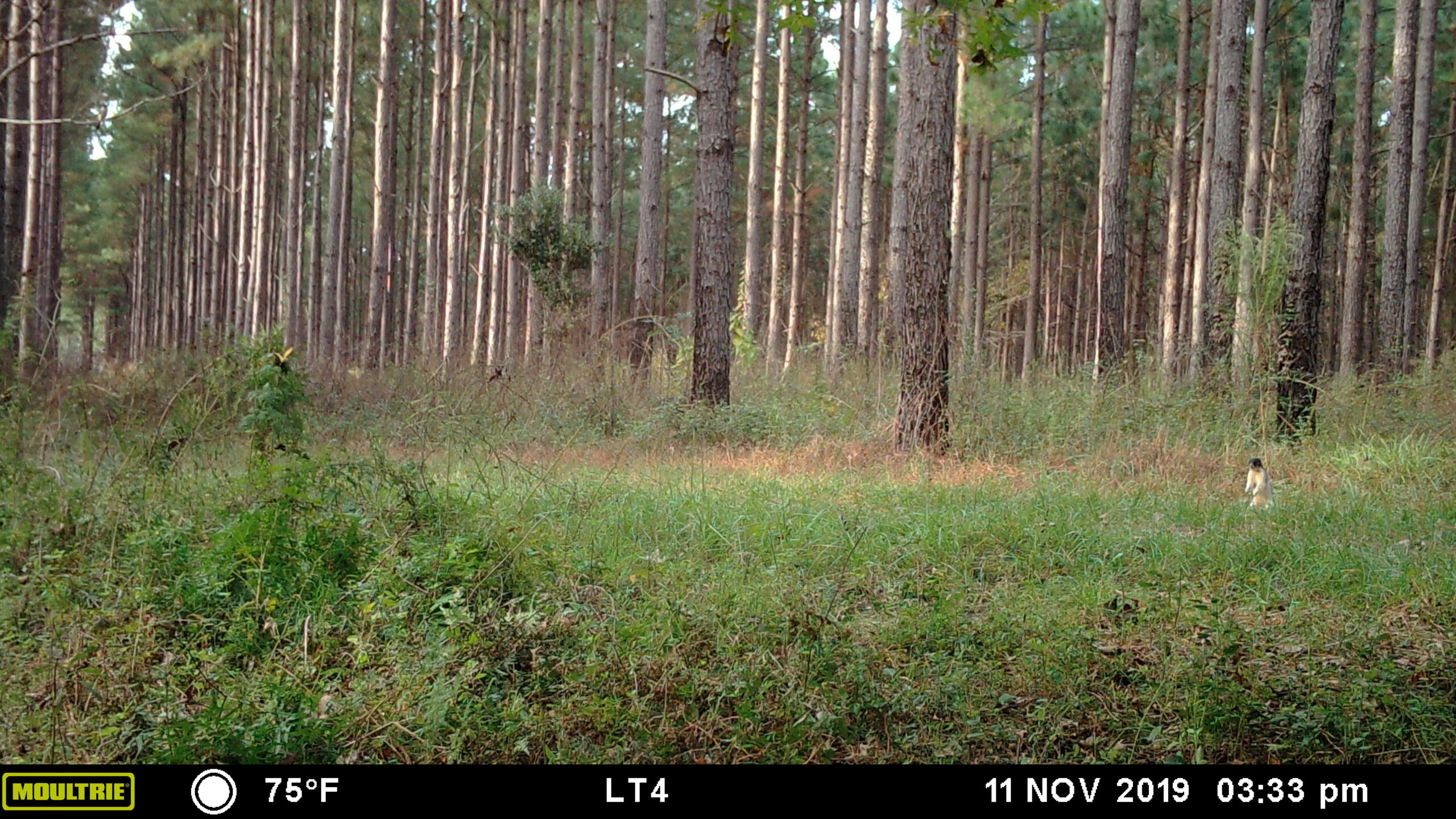 A southern fox squirrel on trail camera.