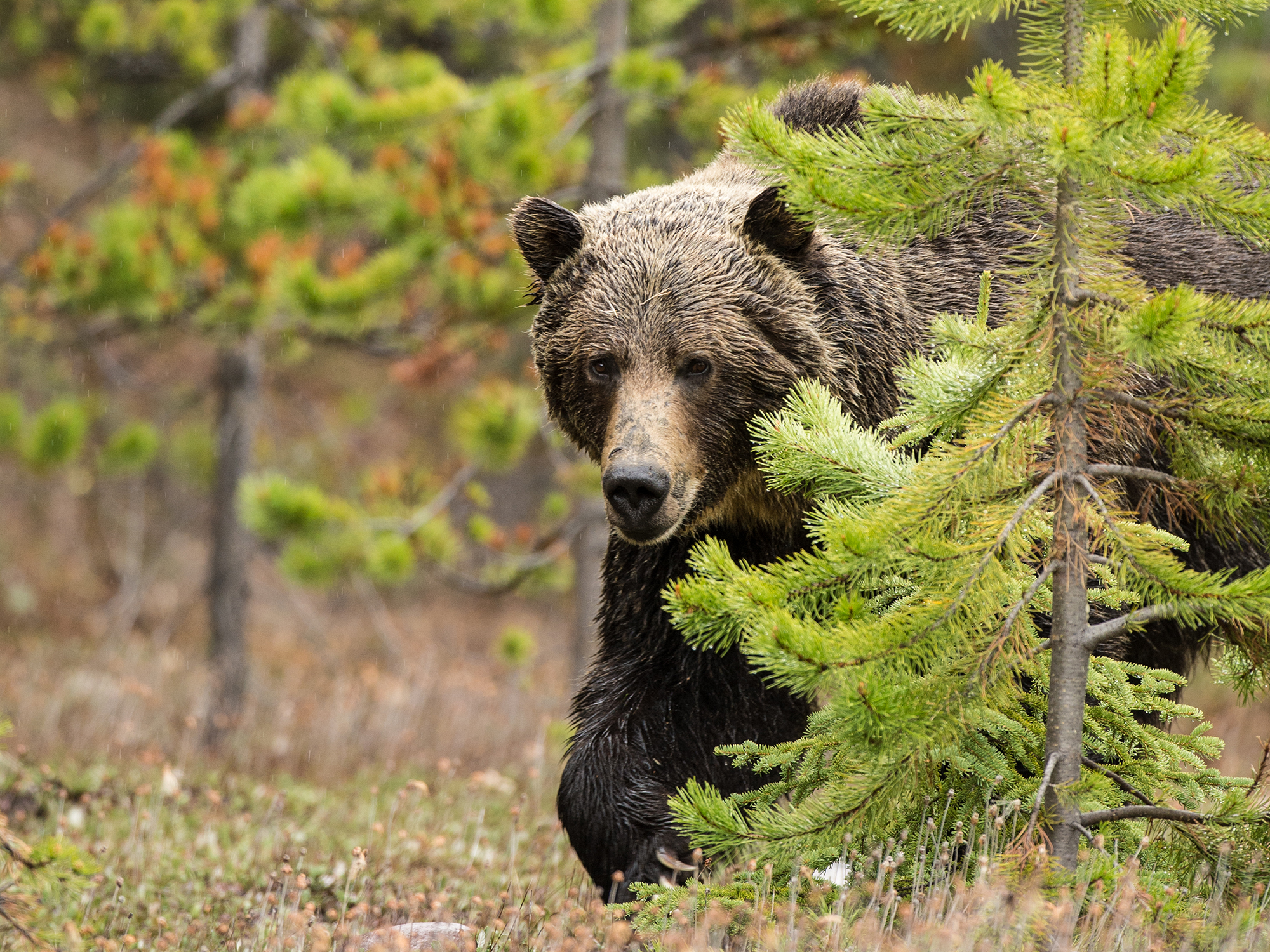 A grizzly steps out from behind a tree into a meadow.