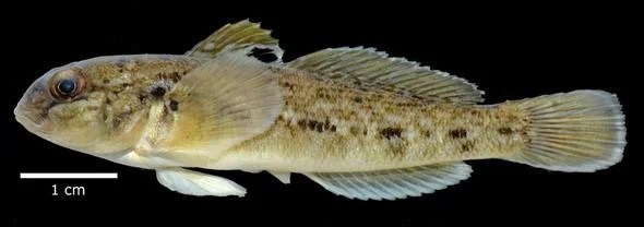 Gobies have spread throughout the upper Midwest and now into the northeast.