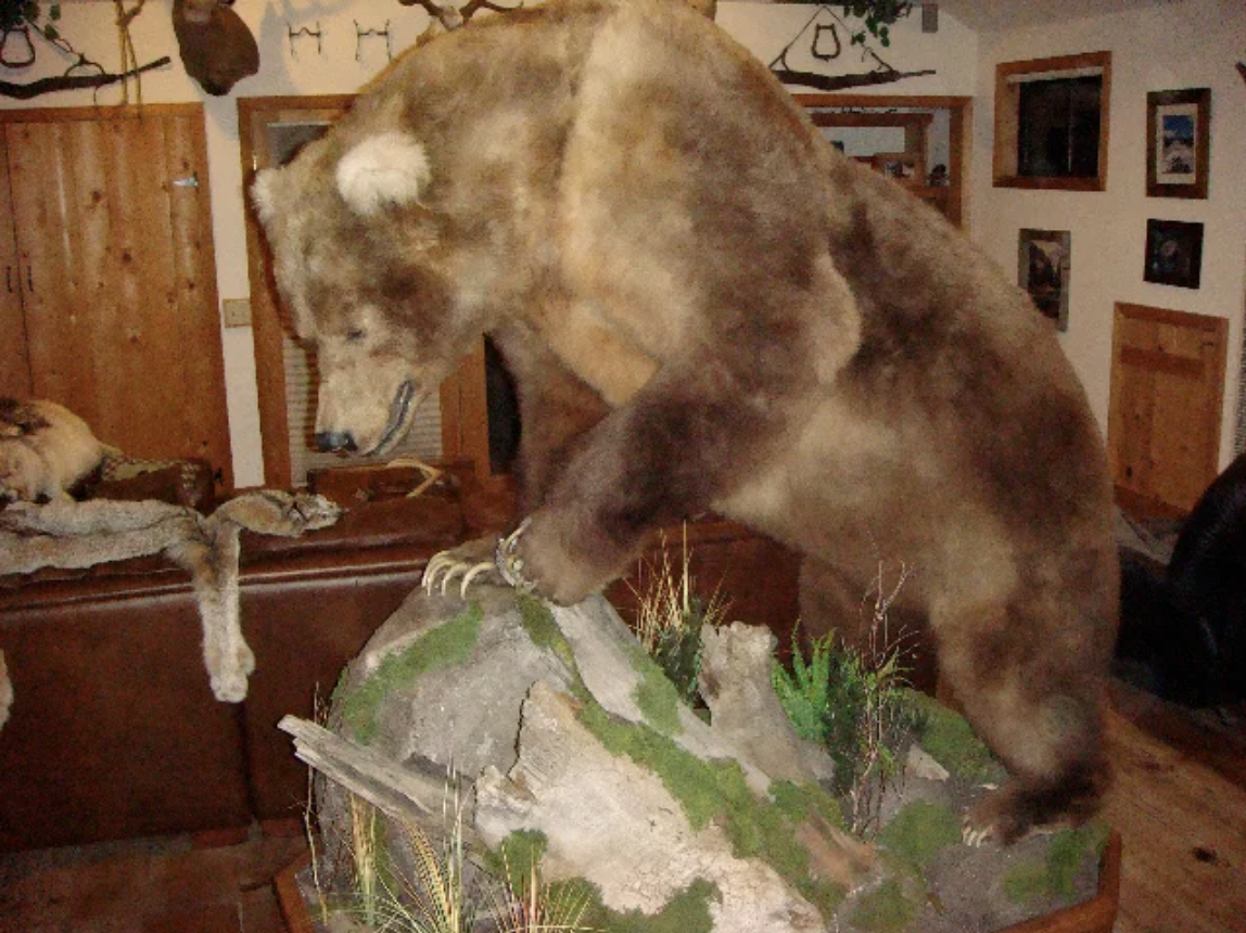 A full body taxidermy mount of a giant Alaska bear.