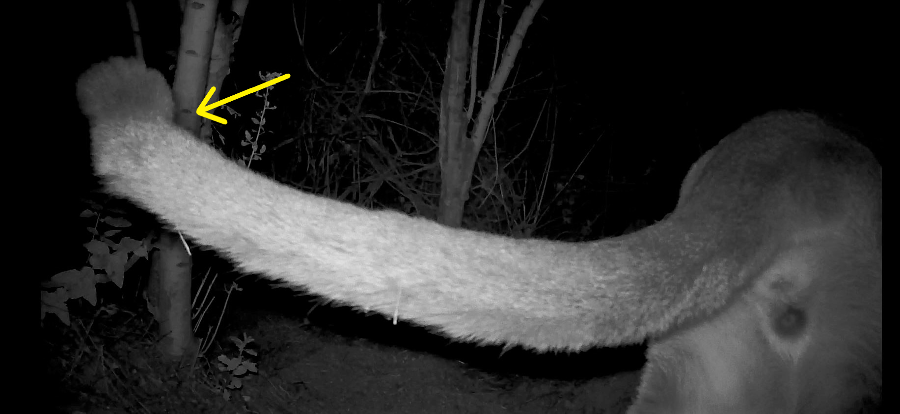 A tail issue on a sub-adult male mountain lion.