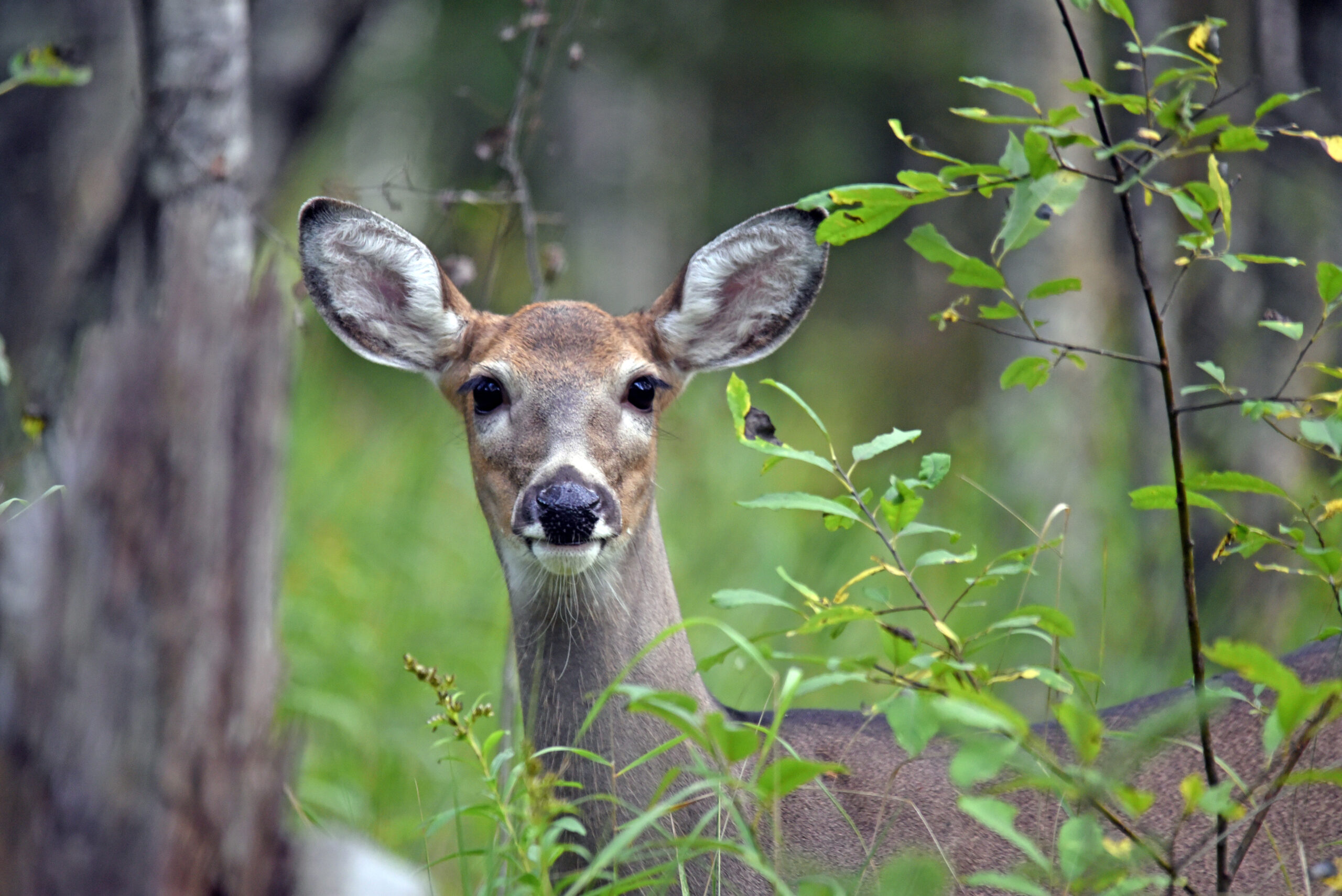 Deer numbers in urban and suburban parks are through the roof in D.C. and Maryland.