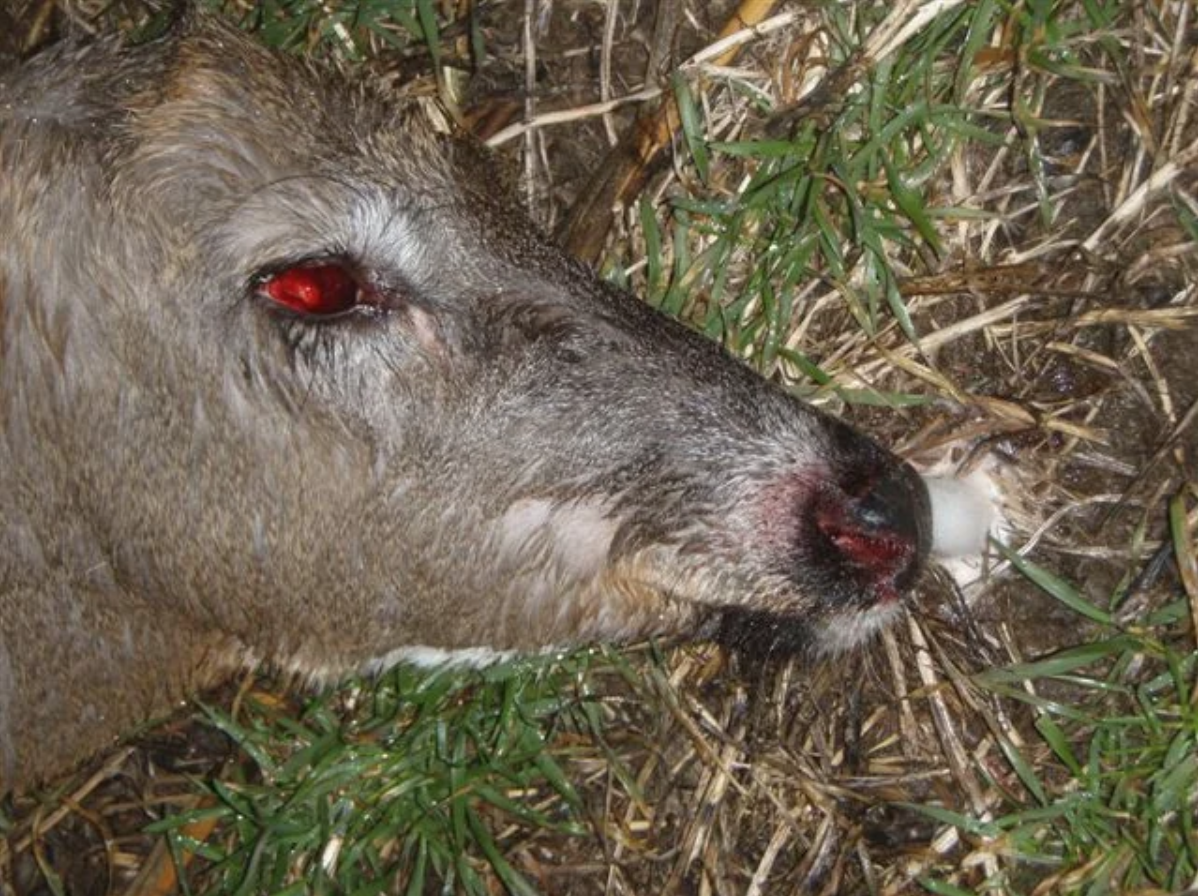 Whitetail deer struck by lightning