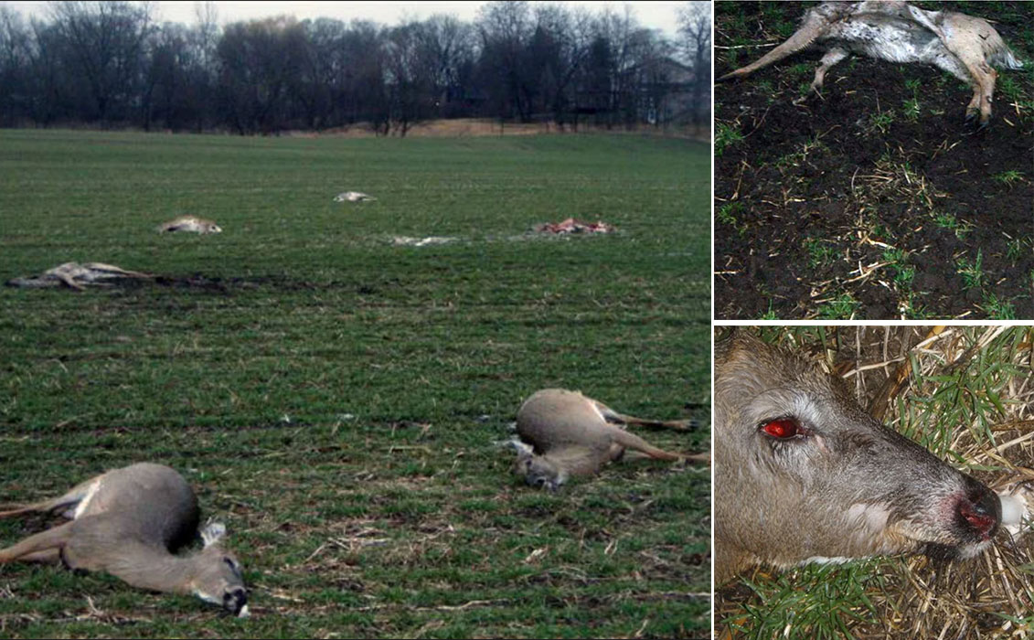 A whitetail deer herd killed by lightning.