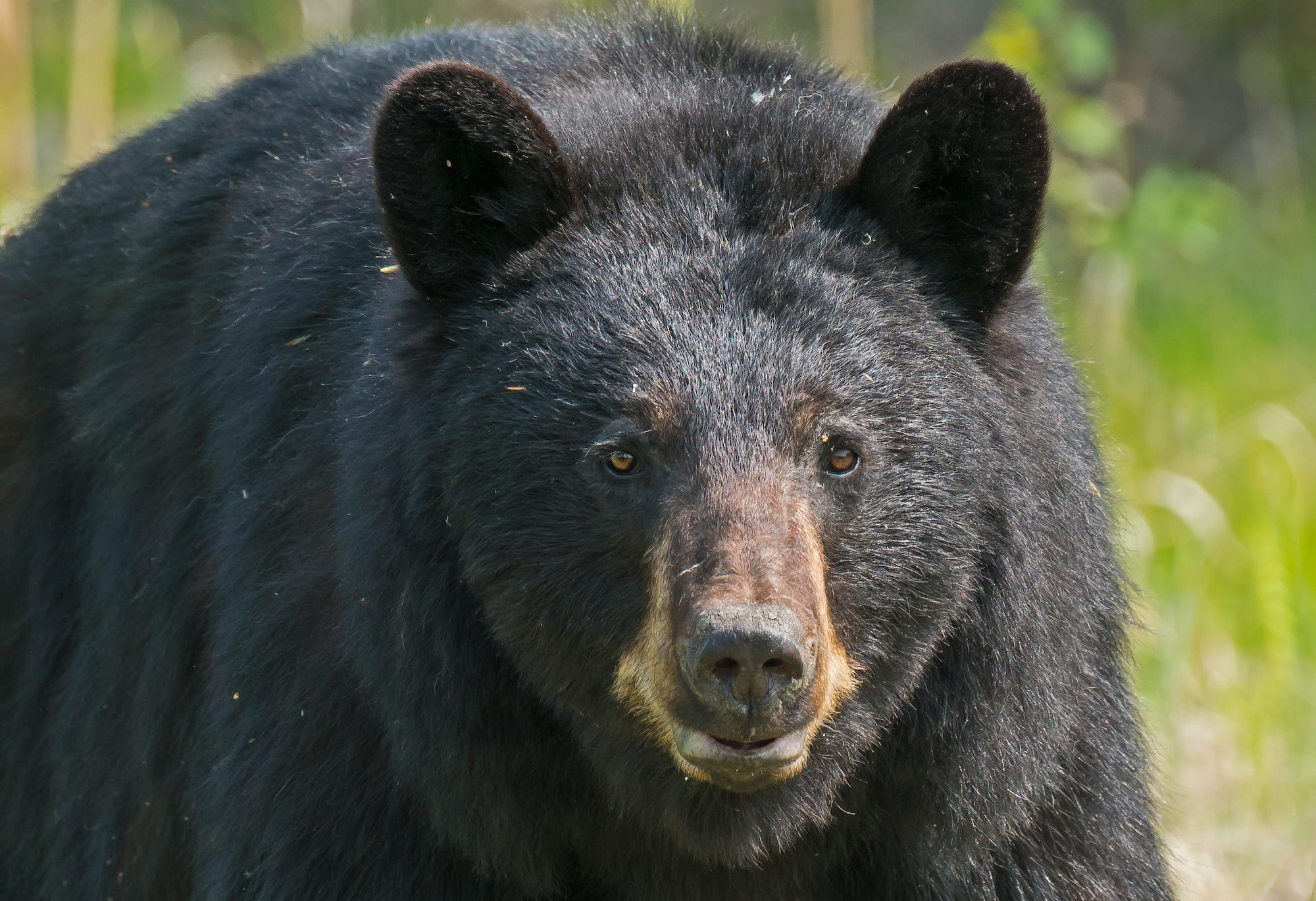 A female black bear attacked a New Brunswick Man
