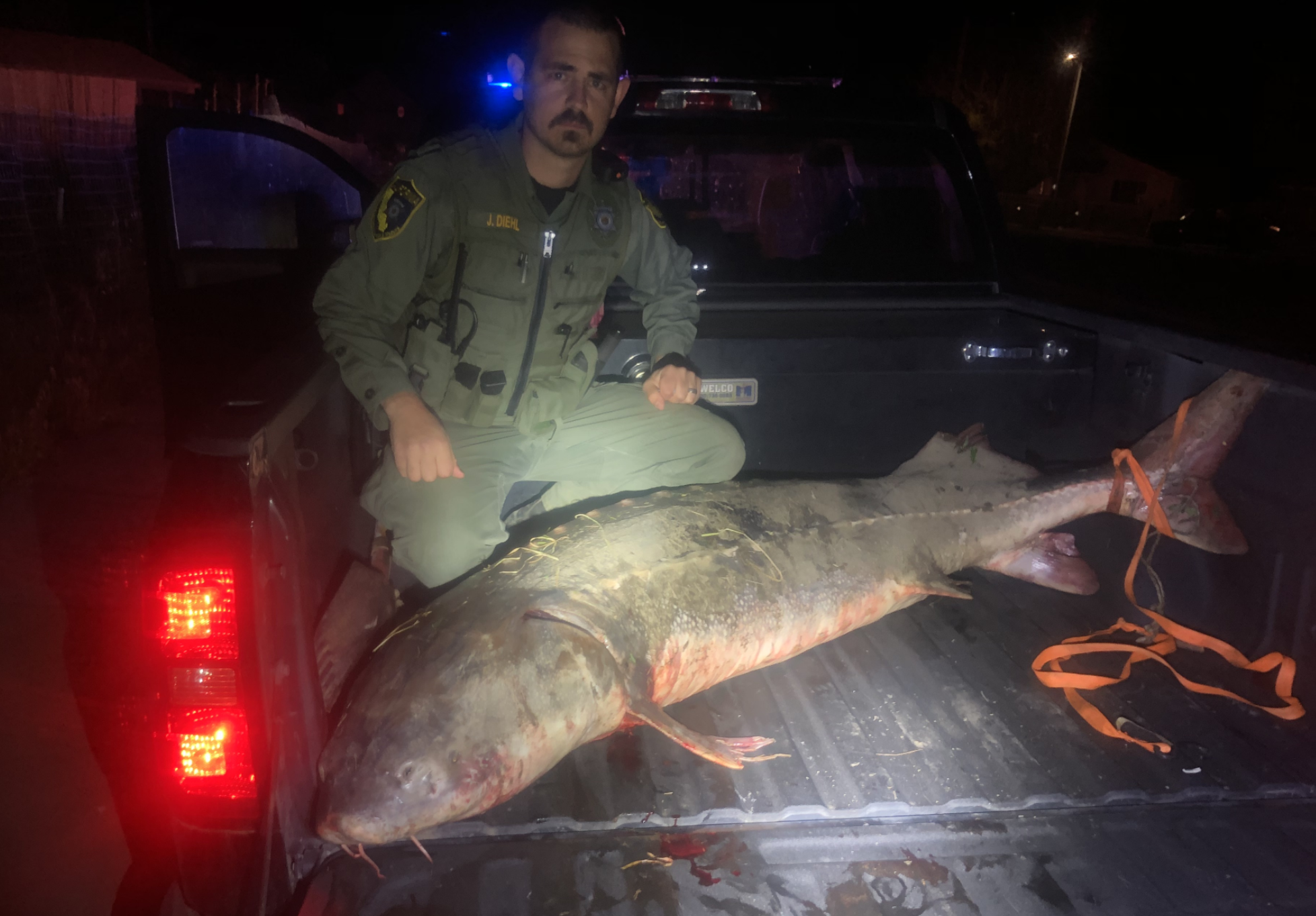 A poached sturgeon located in a suspect's truck.