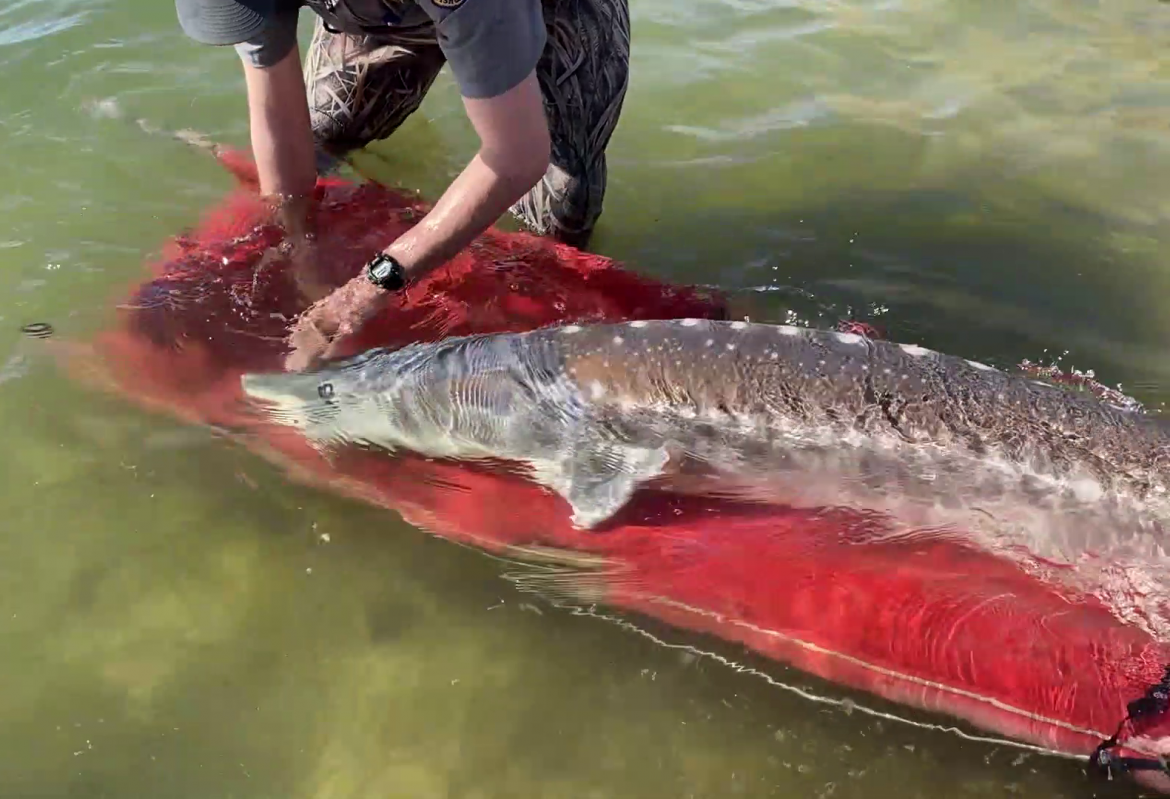A 7 foot sturgeon caught in a canal was released to Lake Walcott in Idaho.
