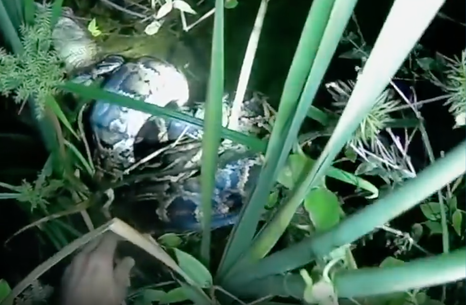 A trapped saved a gator from a python in the everglades.