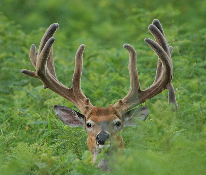 CWD is a big issue in high-fence shooting areas.