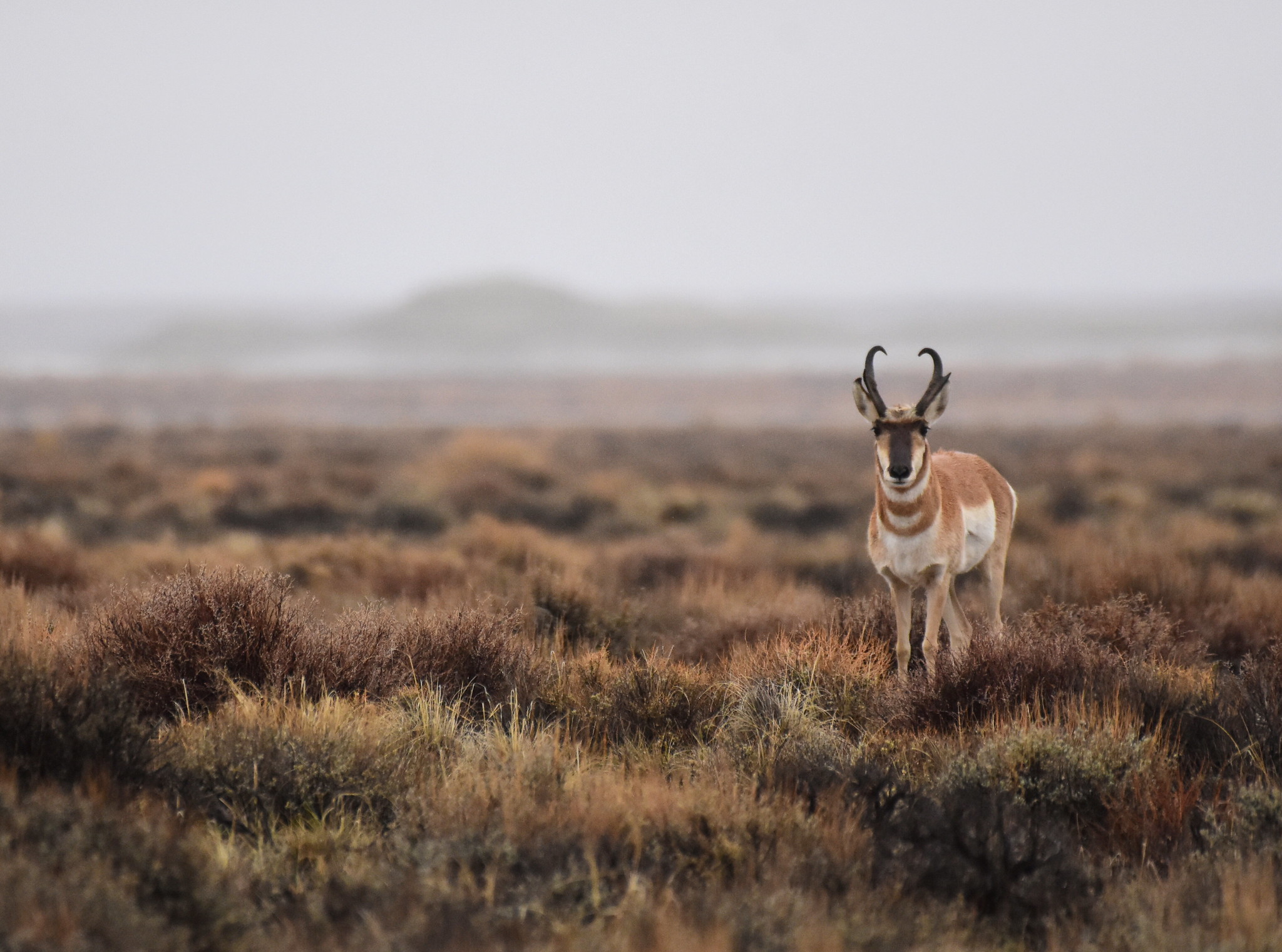 Pronghorn are being negatively impacted by drought and disease in wyoming.
