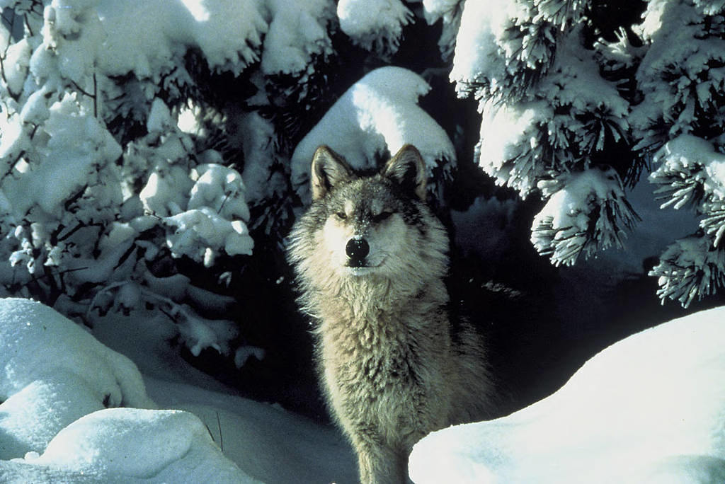 The NPS says hunting is disrupting the mating habits of wolves in Yellowstone. 