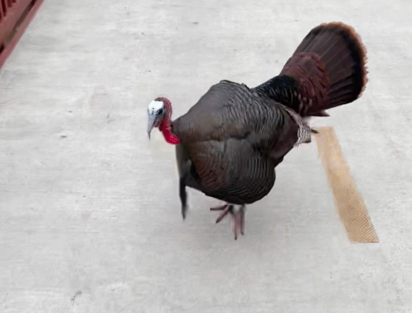 A wild turkey in D.C. is attacking people along a river trail.
